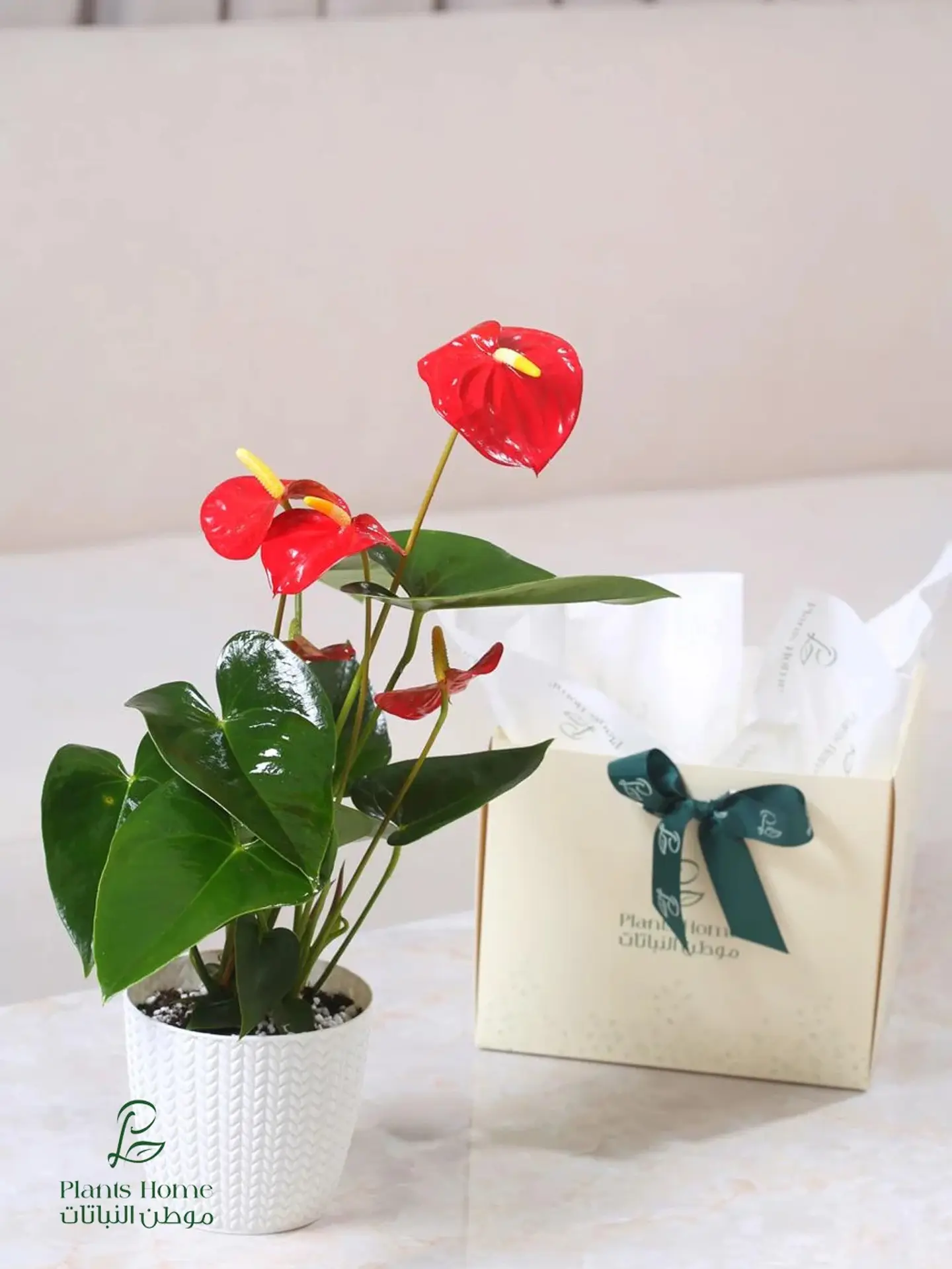 Red Anthurium In White Plastic Pot, Luxury Box & Gift Card