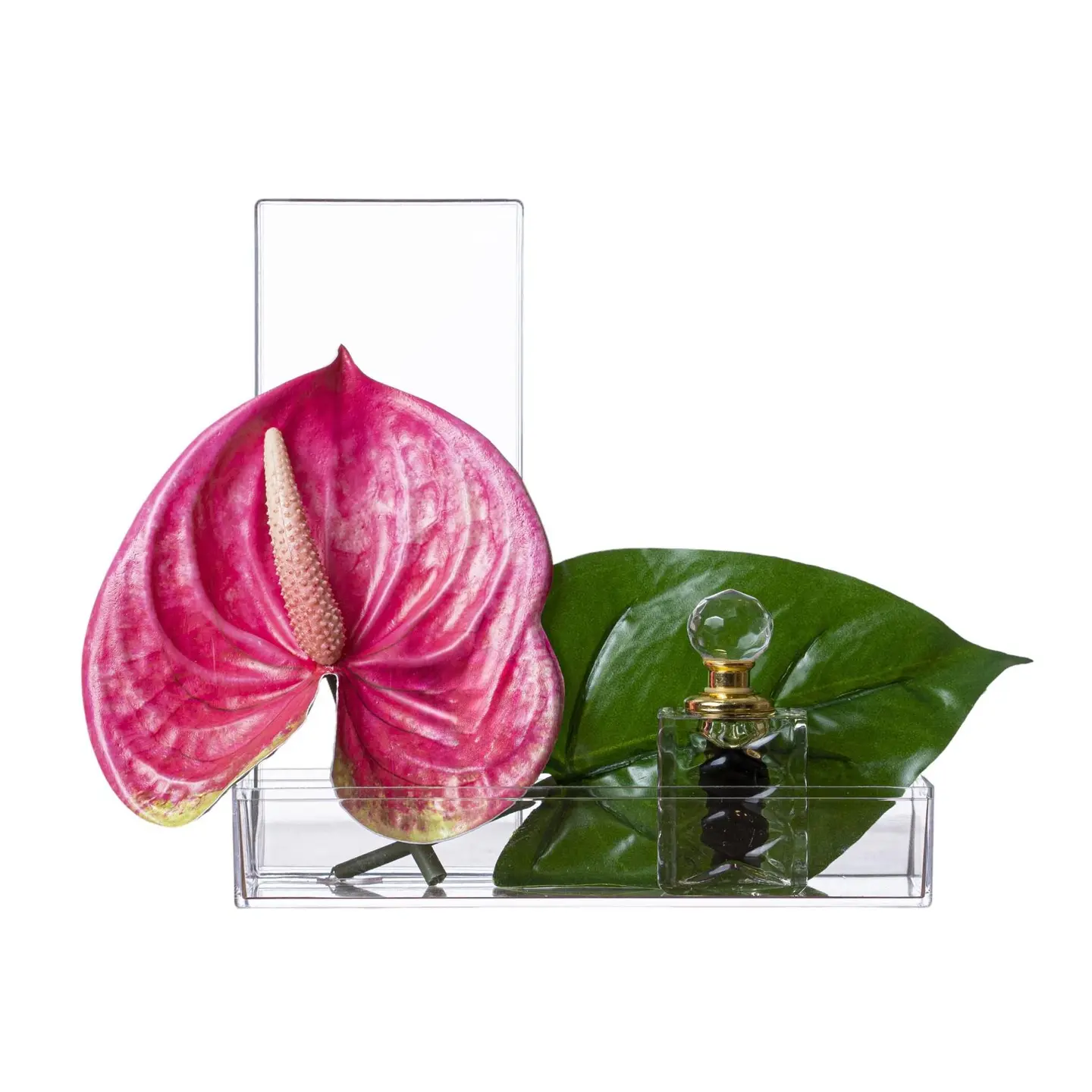 Fuchsia Flamingo Flower With Oud