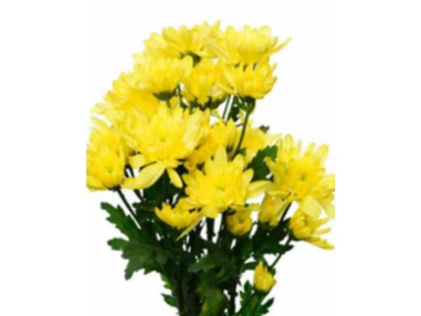 Crazy Yellow