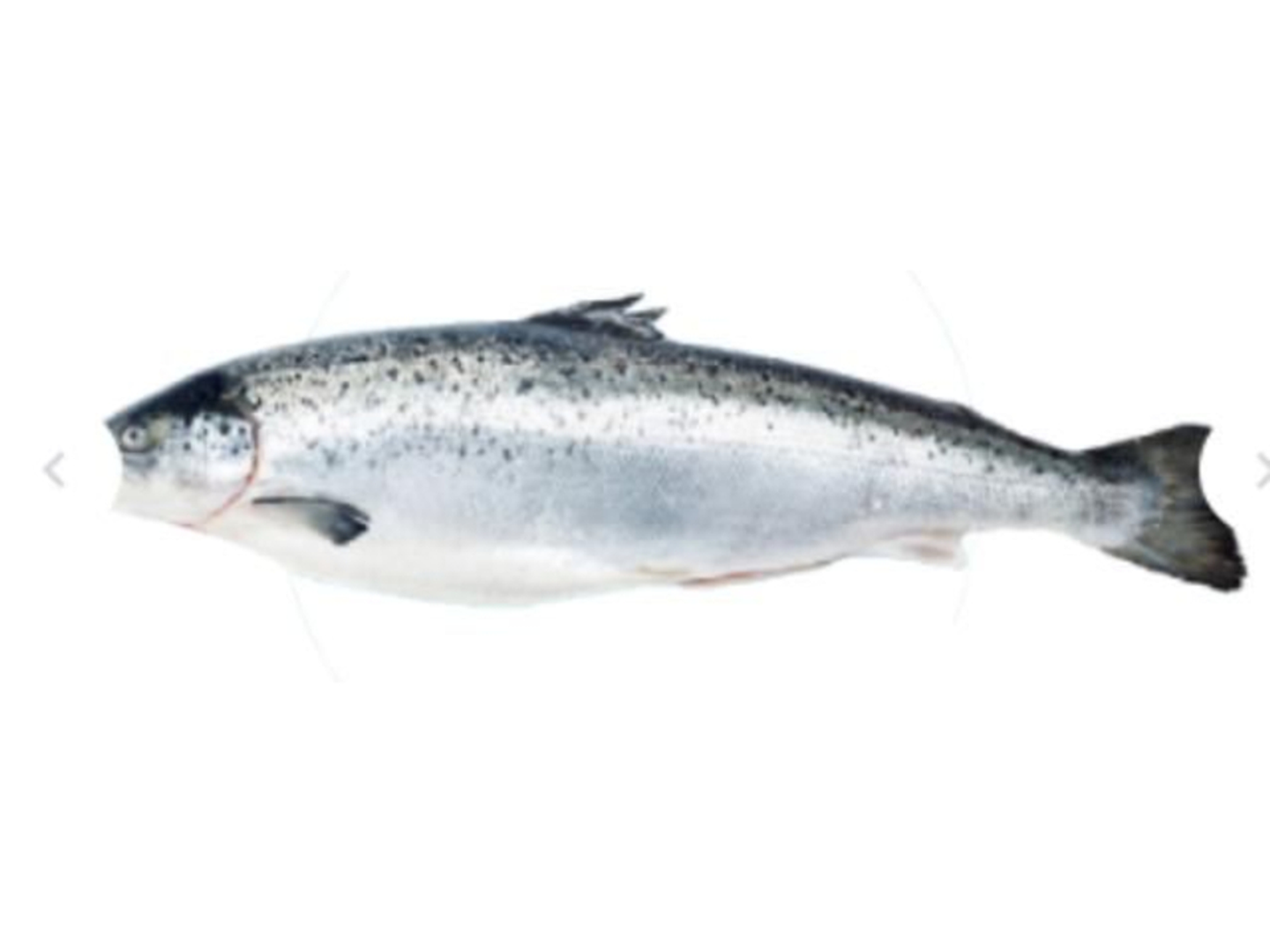 سالمون كامل 1 كيلو