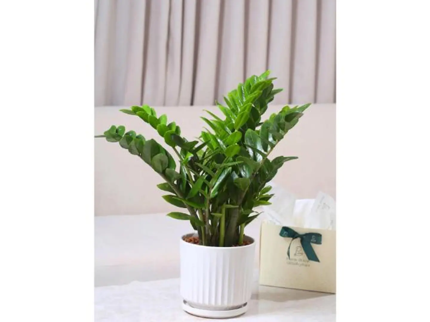 هدية الزاميا الكبيرة