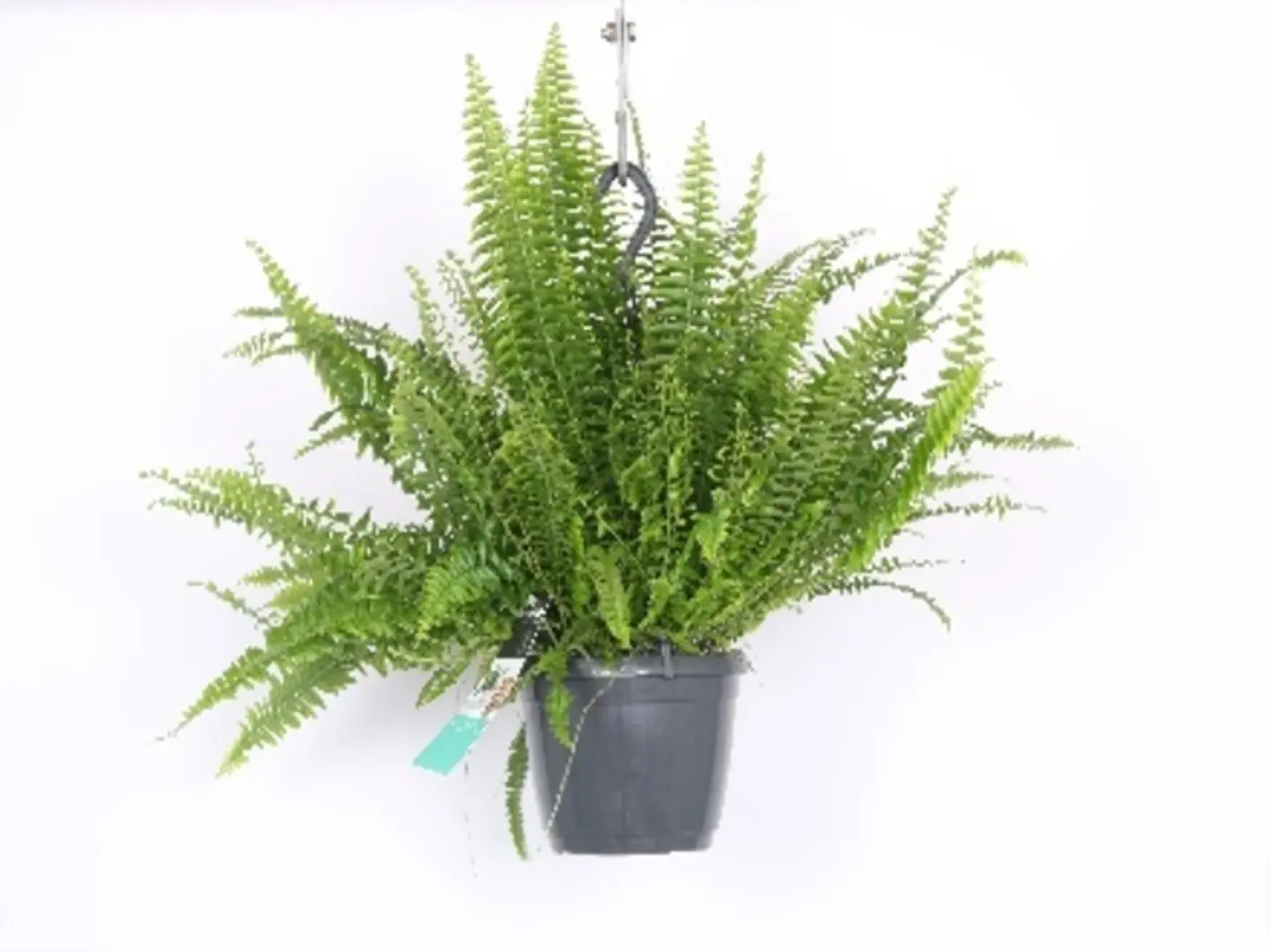 Nephrolepis Exaltata P17