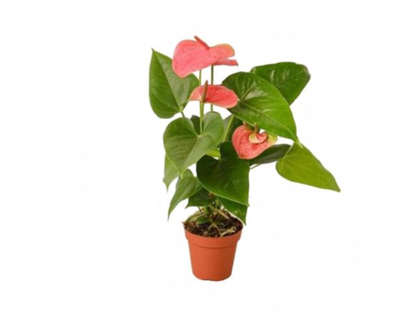 Pink Anthurium Plant , Small Size