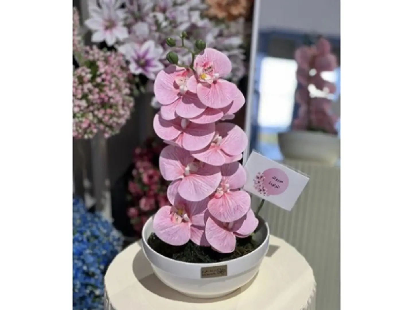 فازة مولوده