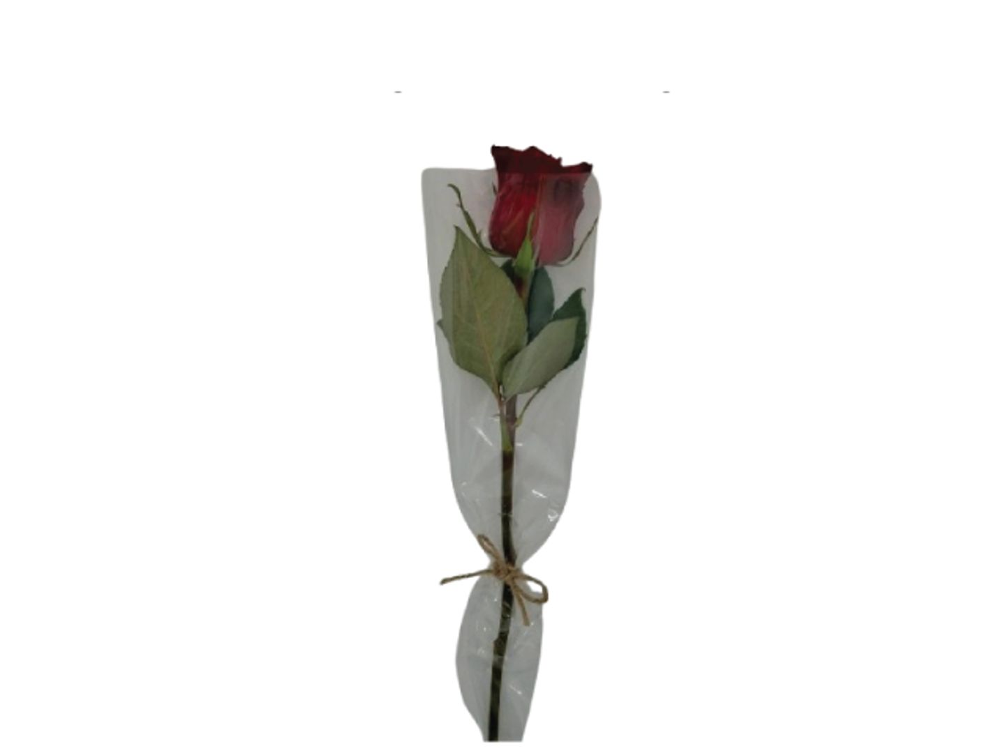 وردة احمر تغليف ابيض