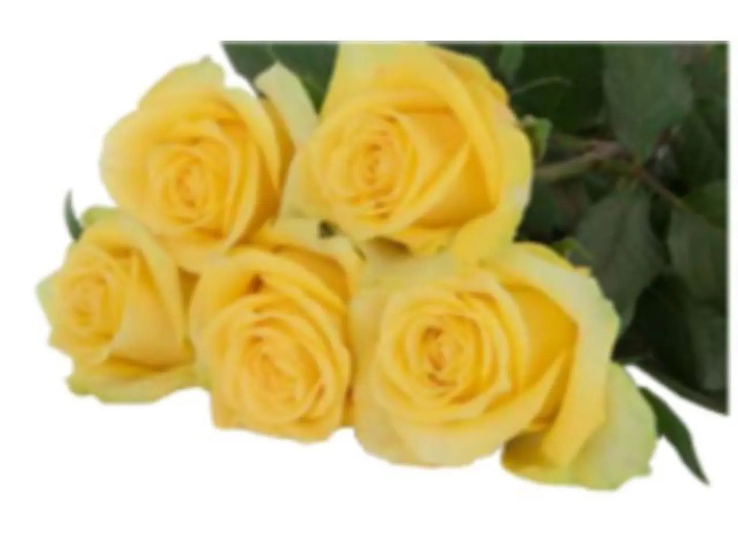 Yellow Jouri
