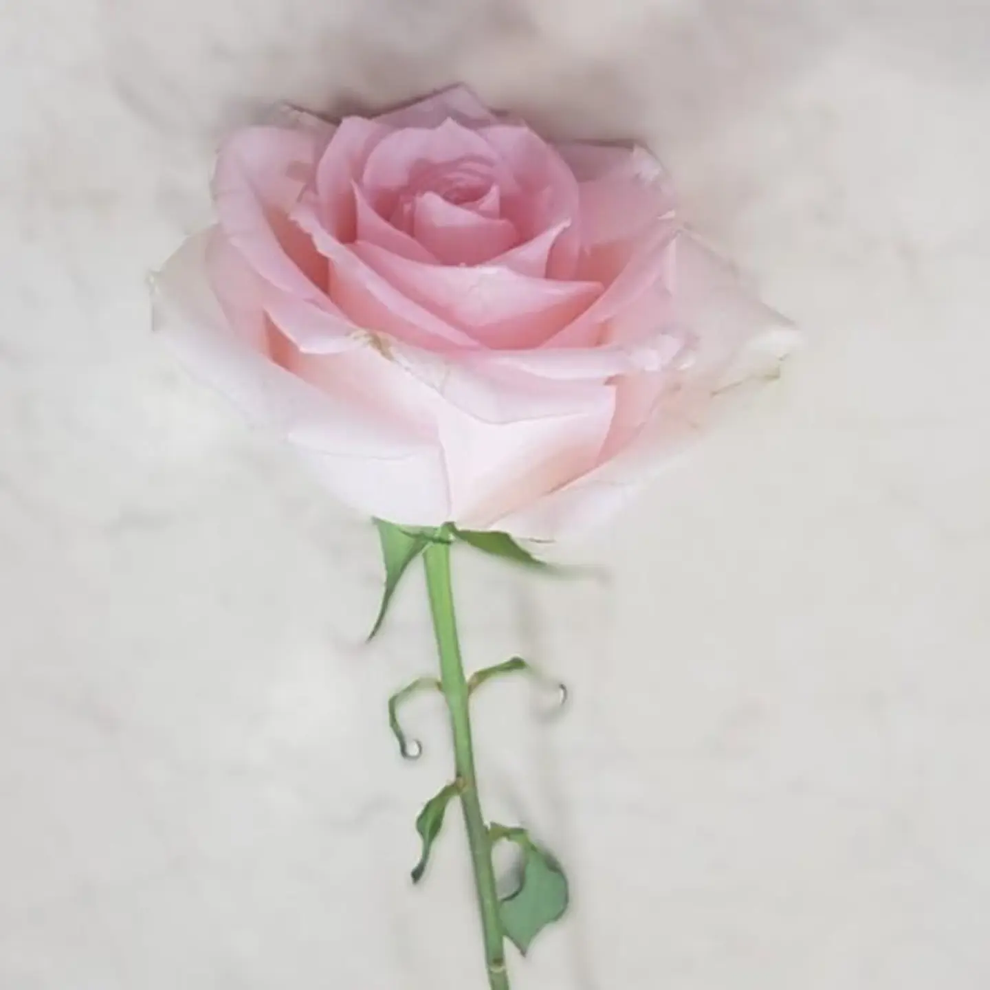 Pink Rose