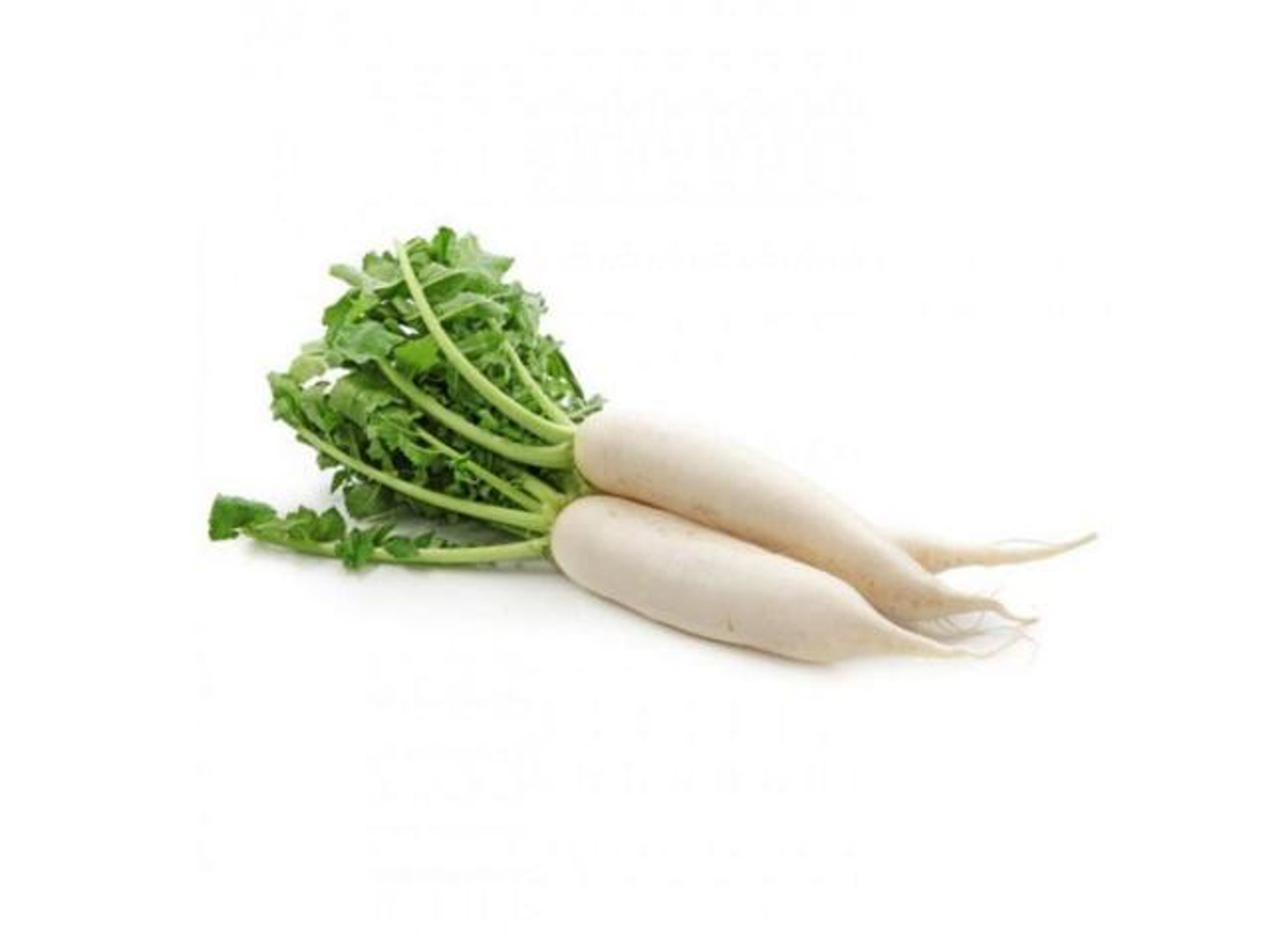 White Radish