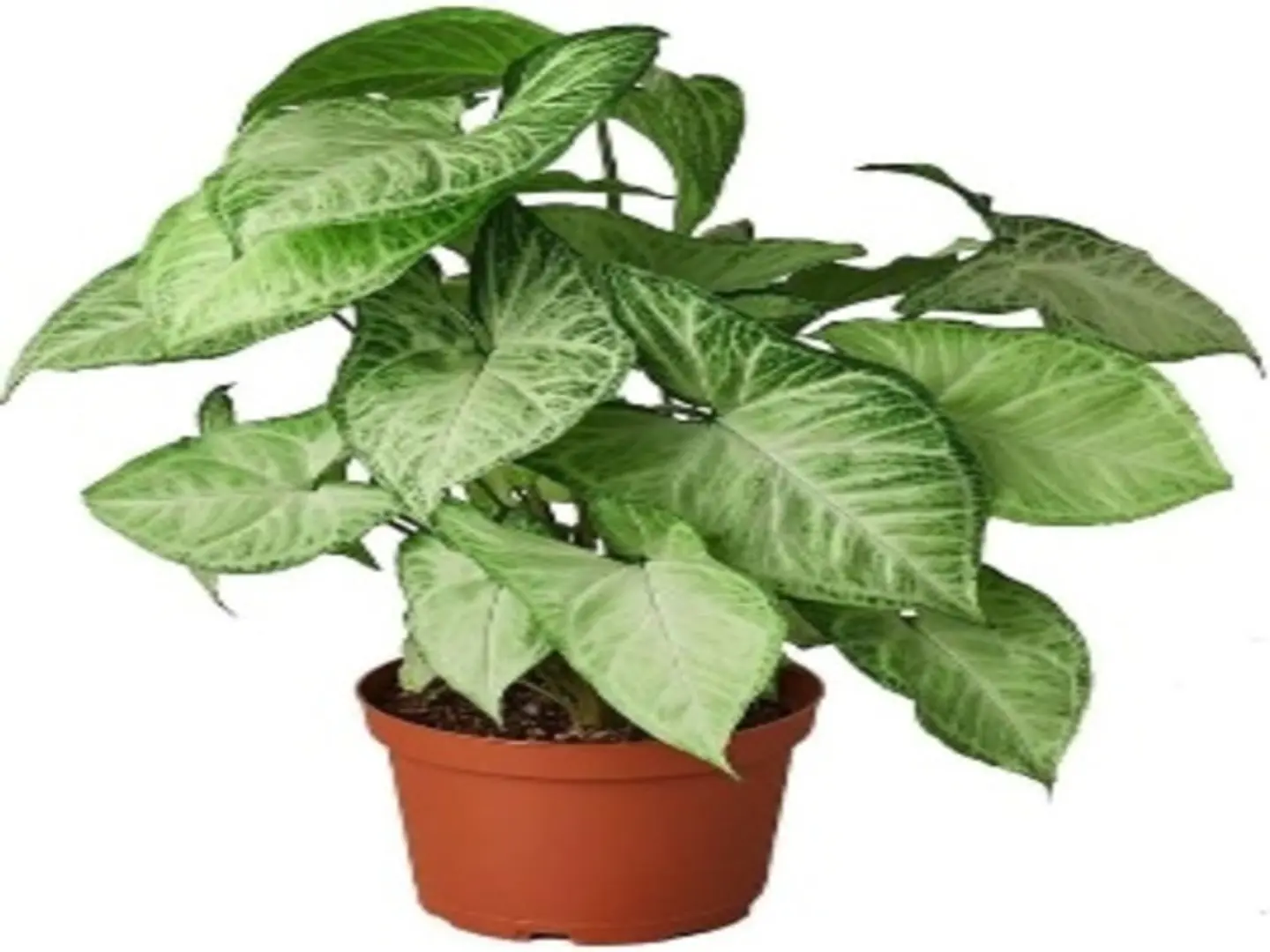 Syngonium Pexi Green P21