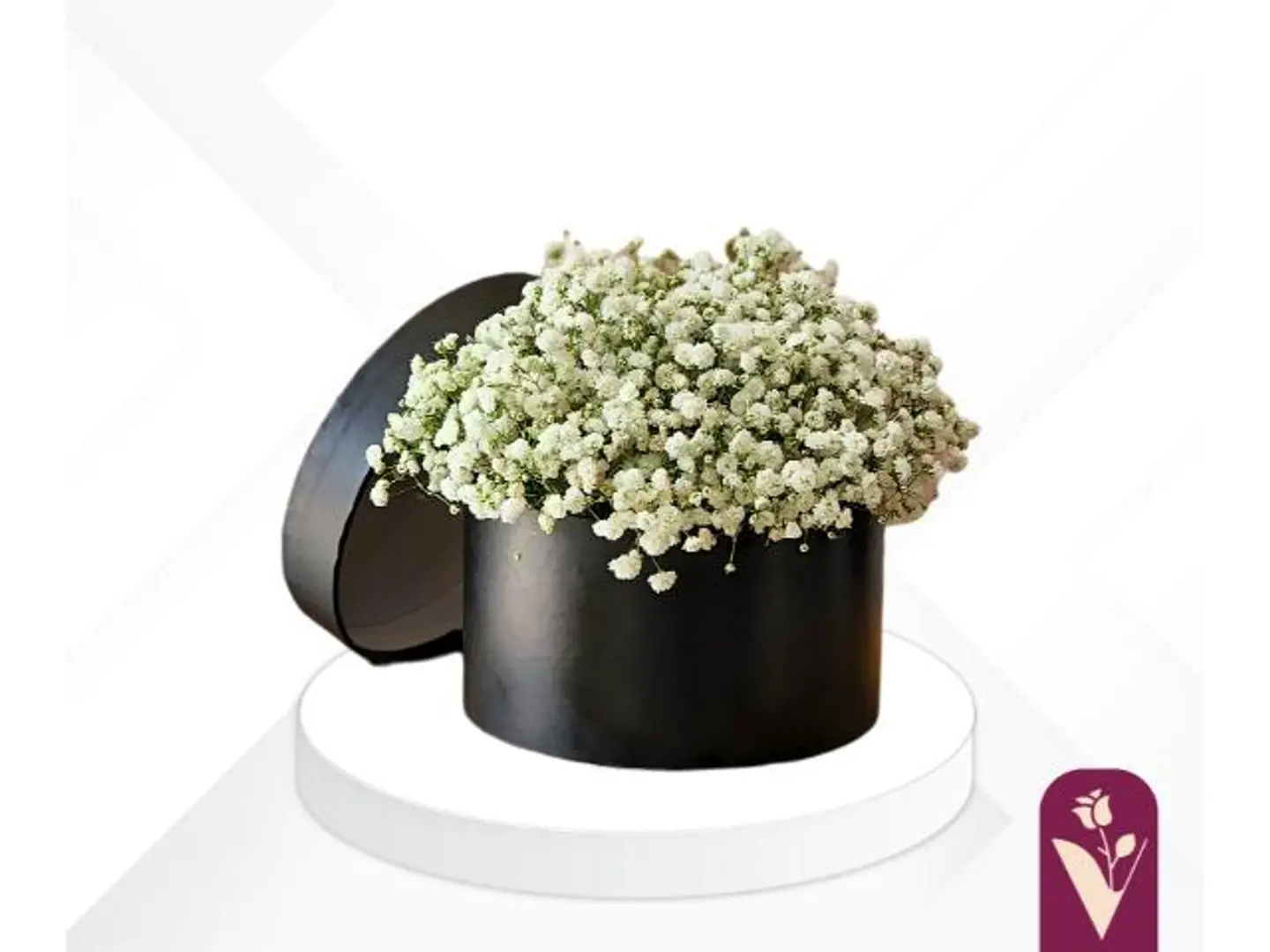 بوكس زهرة الجيبسوفيليا