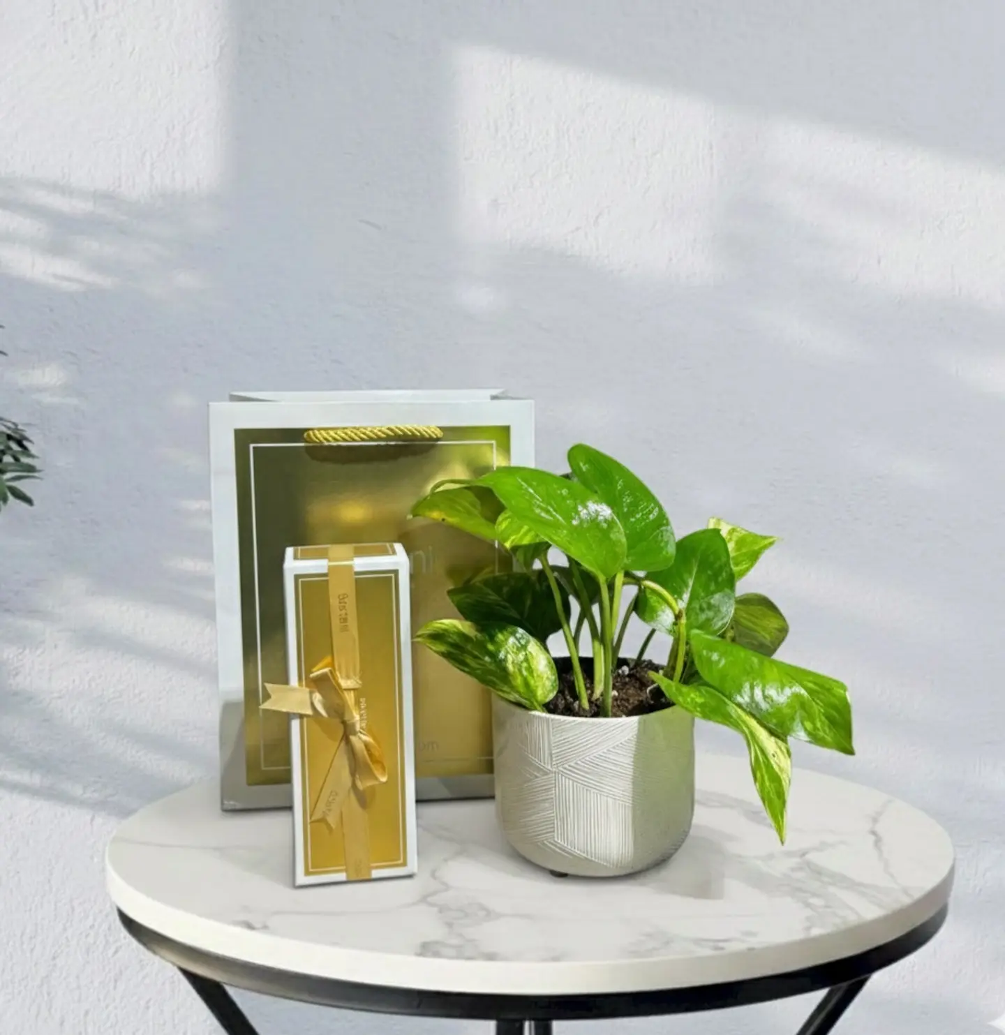 نبتة اسكندابسوس مع شوكولاتة بستاني