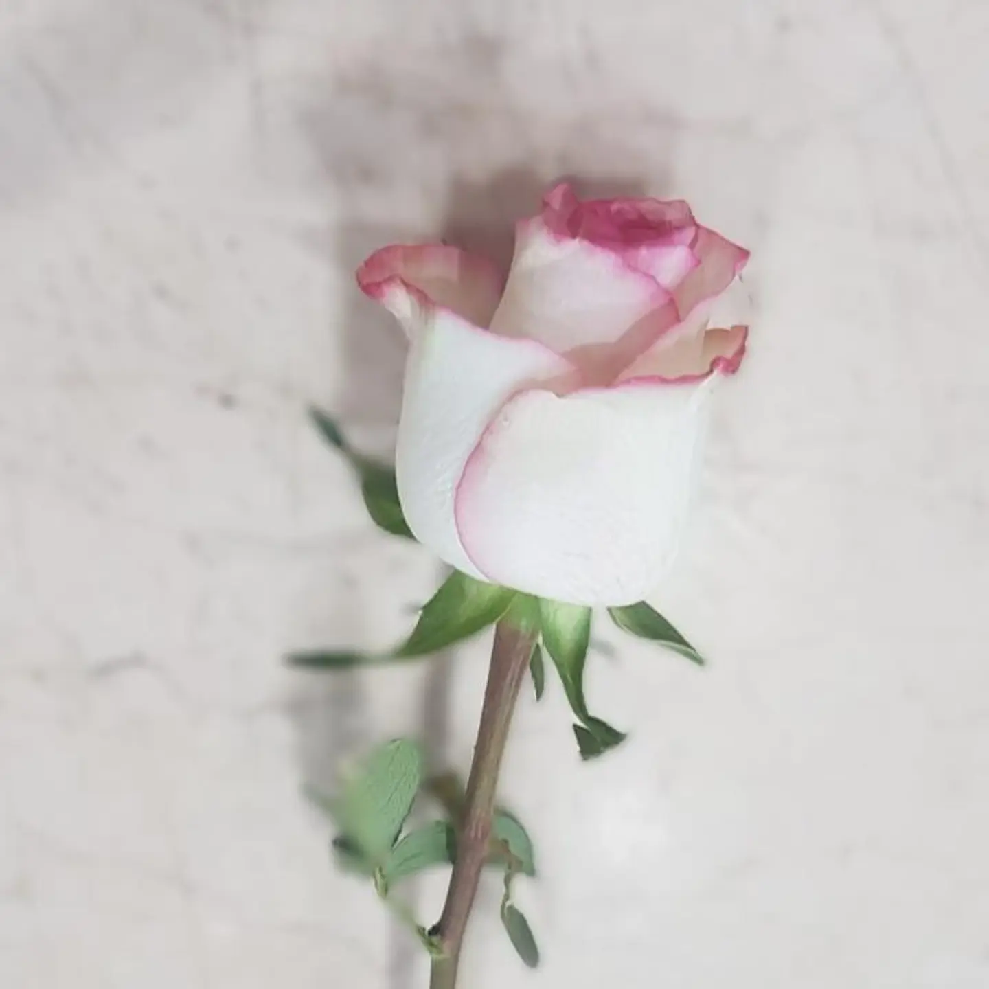 Double Color Pink Rose