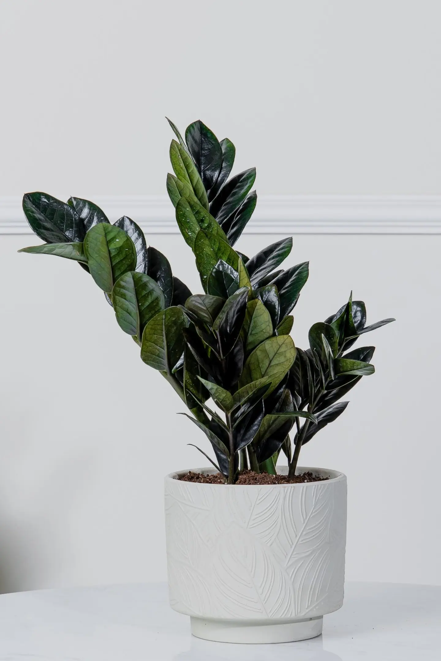 نبتة الزاميا الاسود في أصيص سيراميك أبيض بتصميم نقشة ورق شجر
