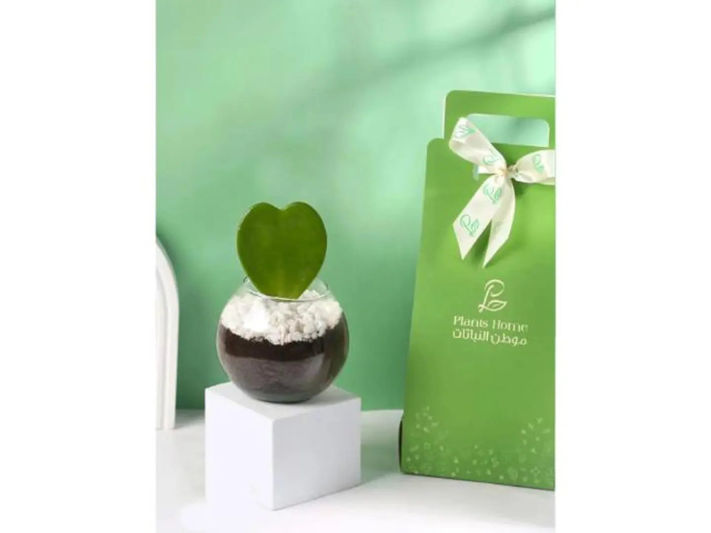 هدية فاخرة نبتة قلب الحب