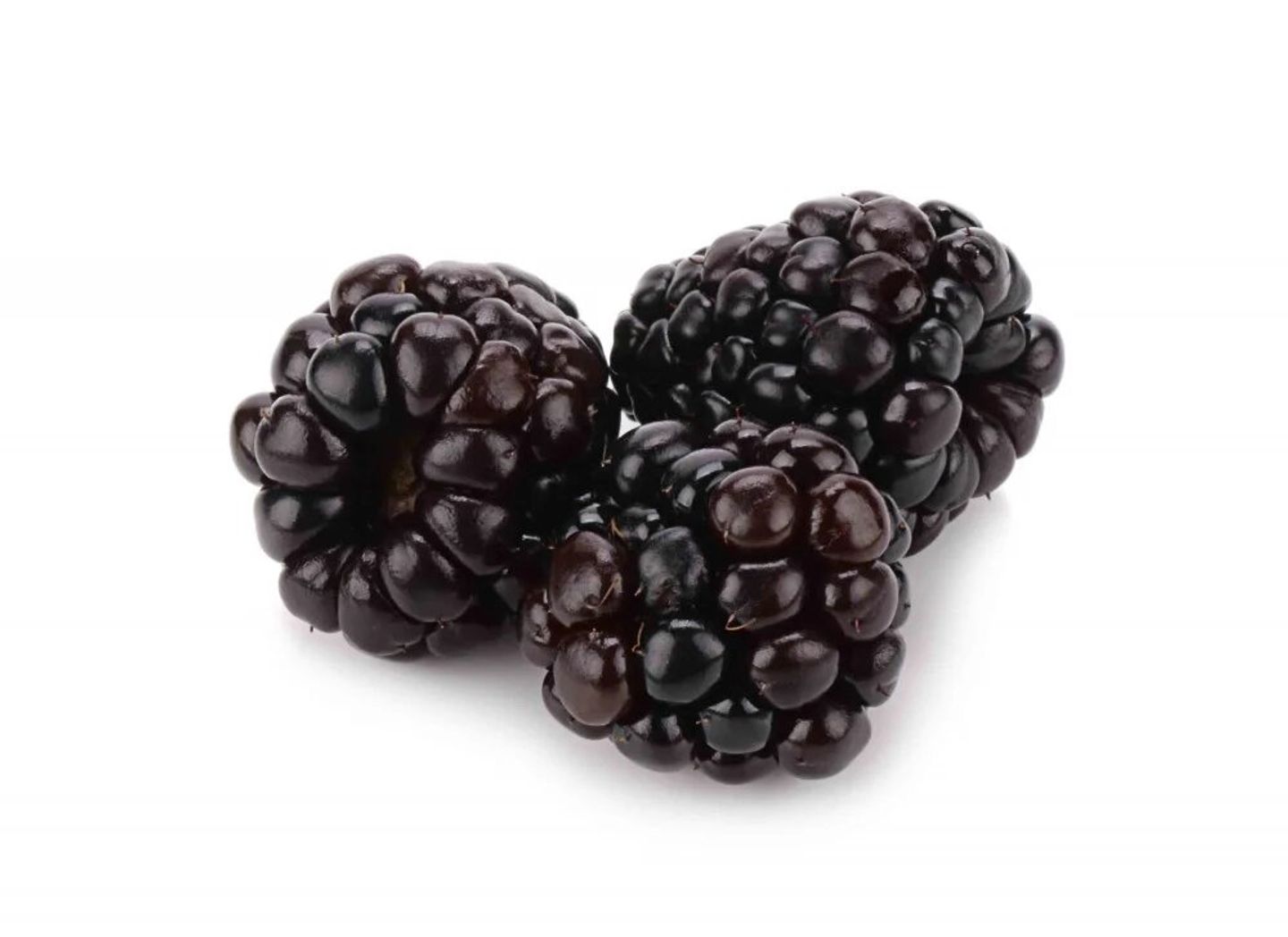 توت اسود