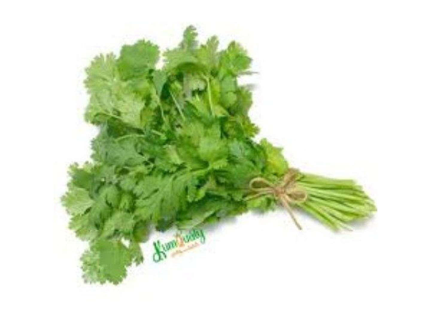 Coriander