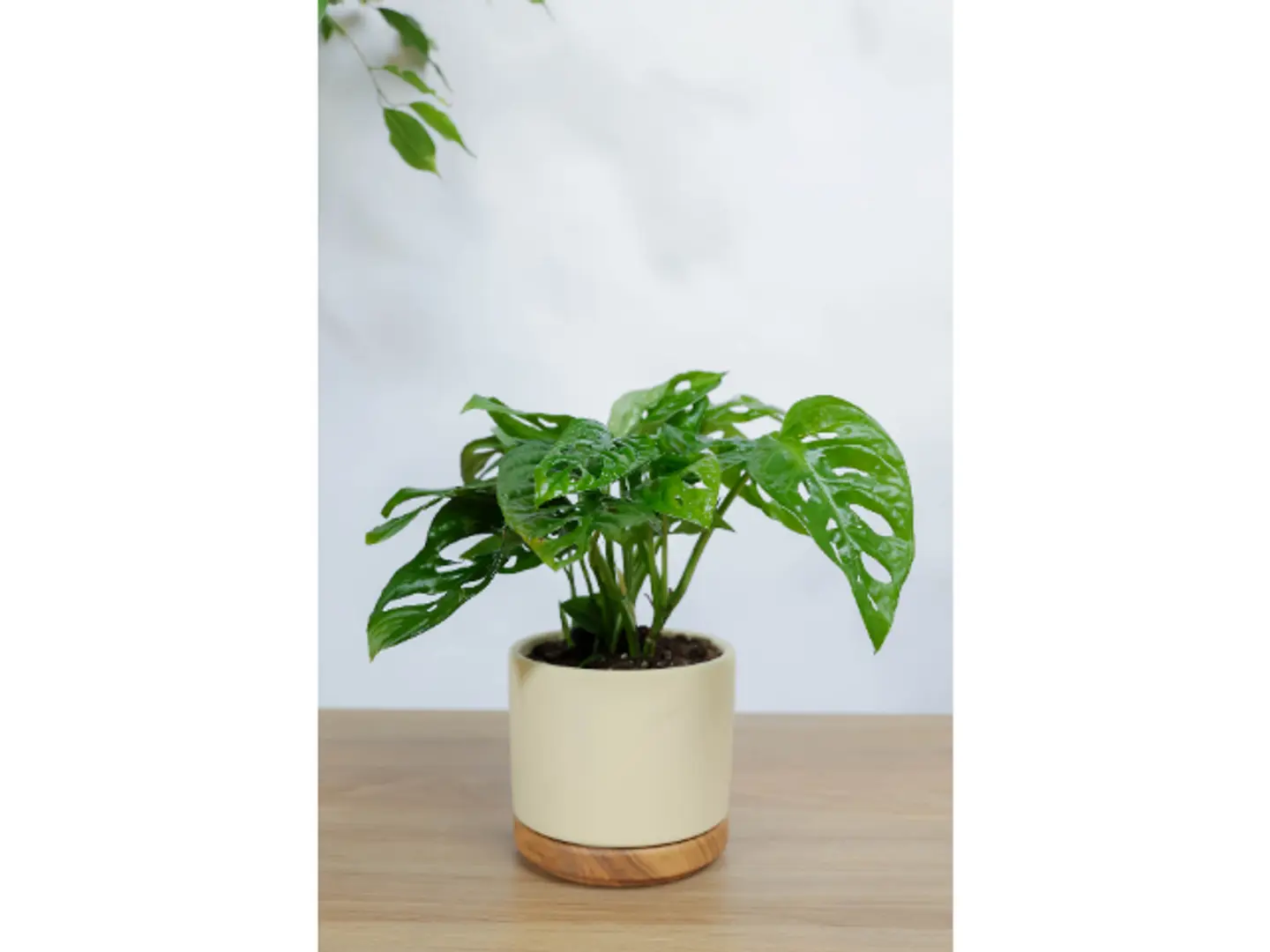 مونستيرا مونكي المميزه بشكلها الجذاب في اصيص سيراميك بيج بقاعده خشبيه