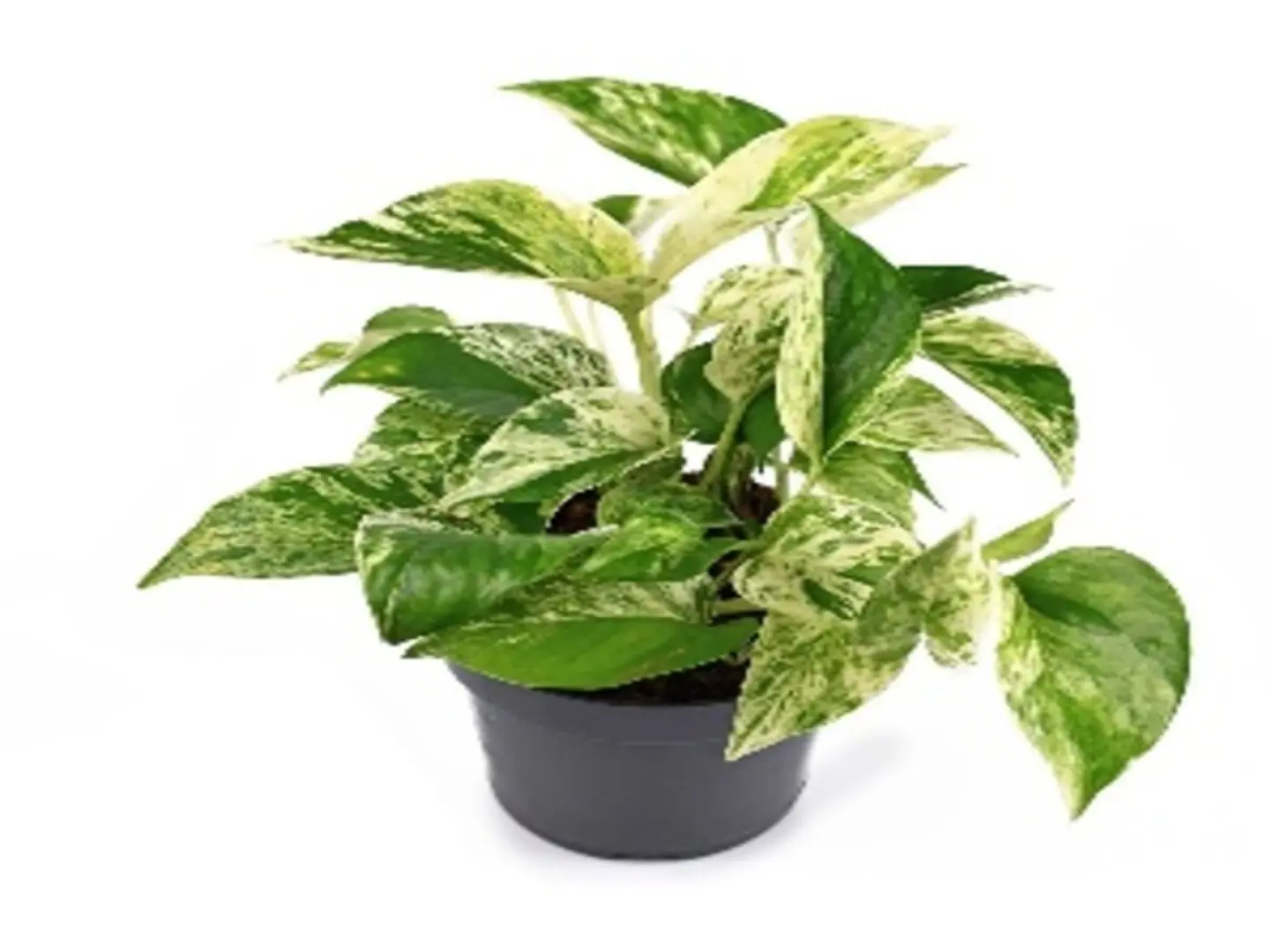 Scindapsus Marble Queen P14