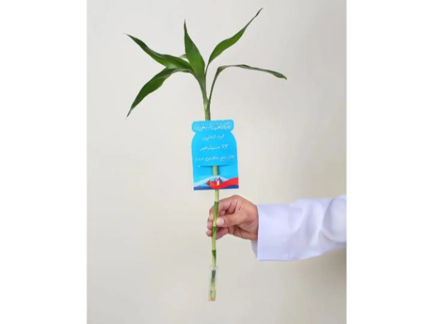 توزيعات ساق البامبو معلق بكارت اليوم الوطني