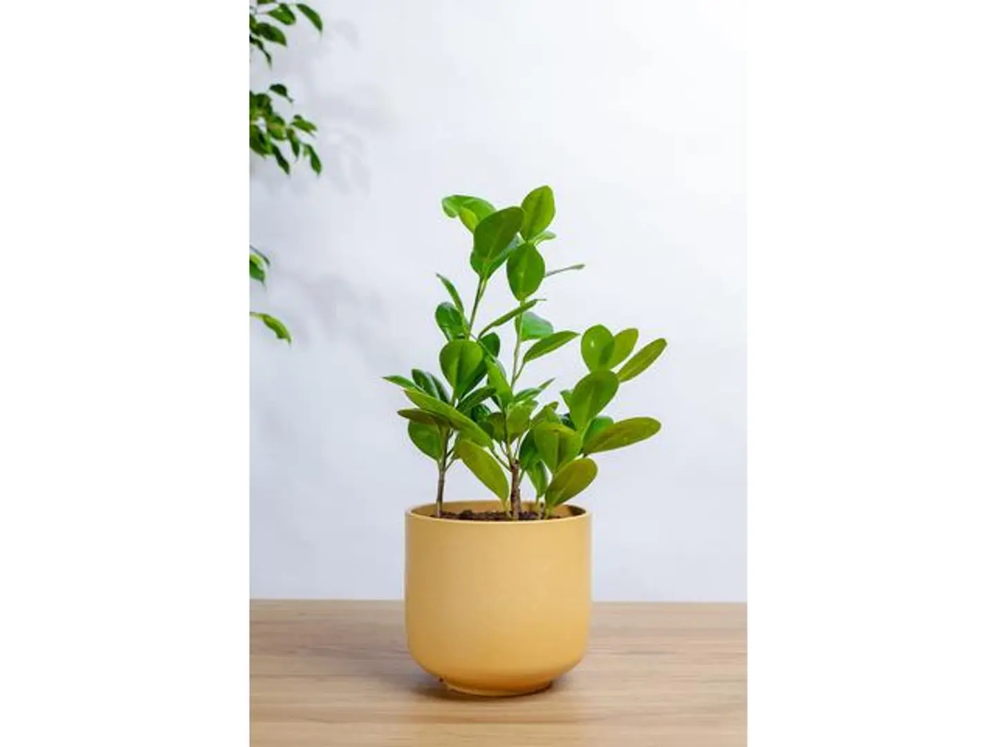 Ficus Panda Plant In A Yellow Marble Basin