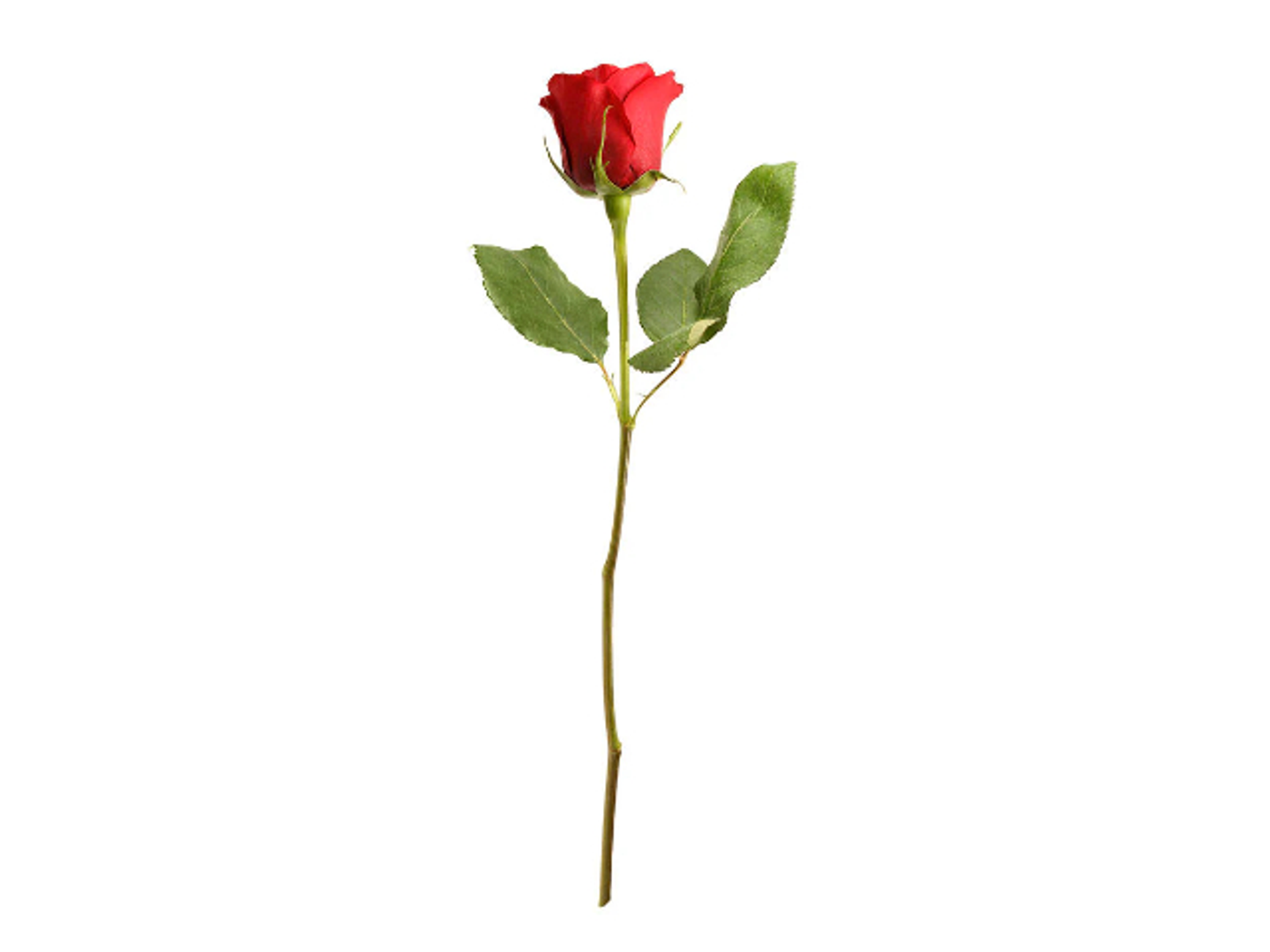 ورد جوري بالحبة