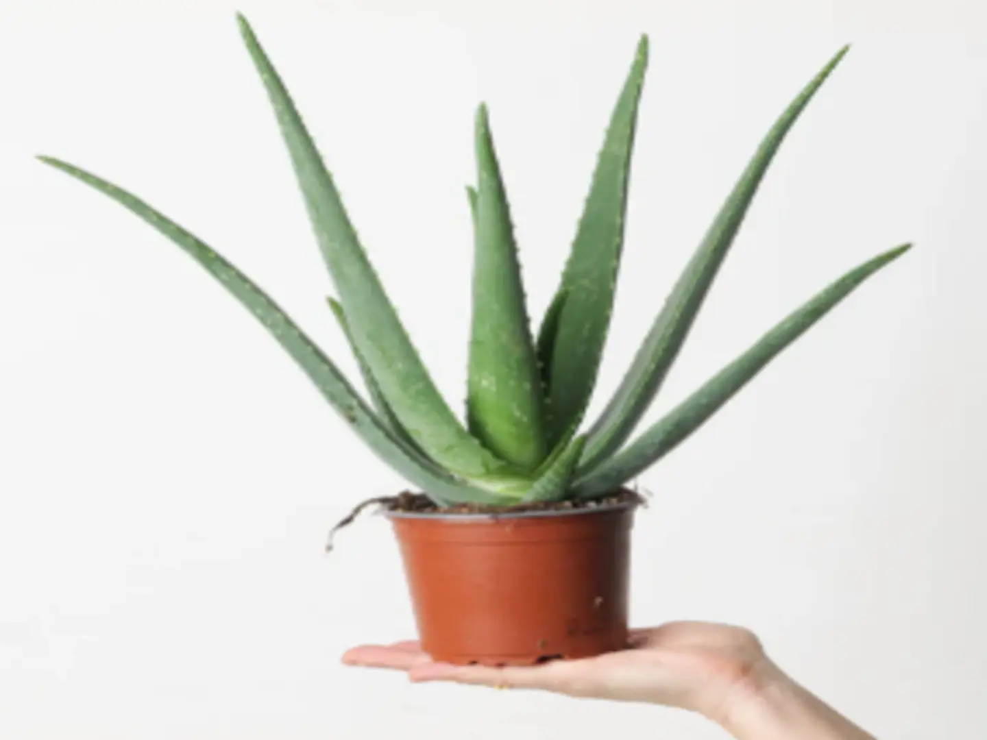 Aloevera P12