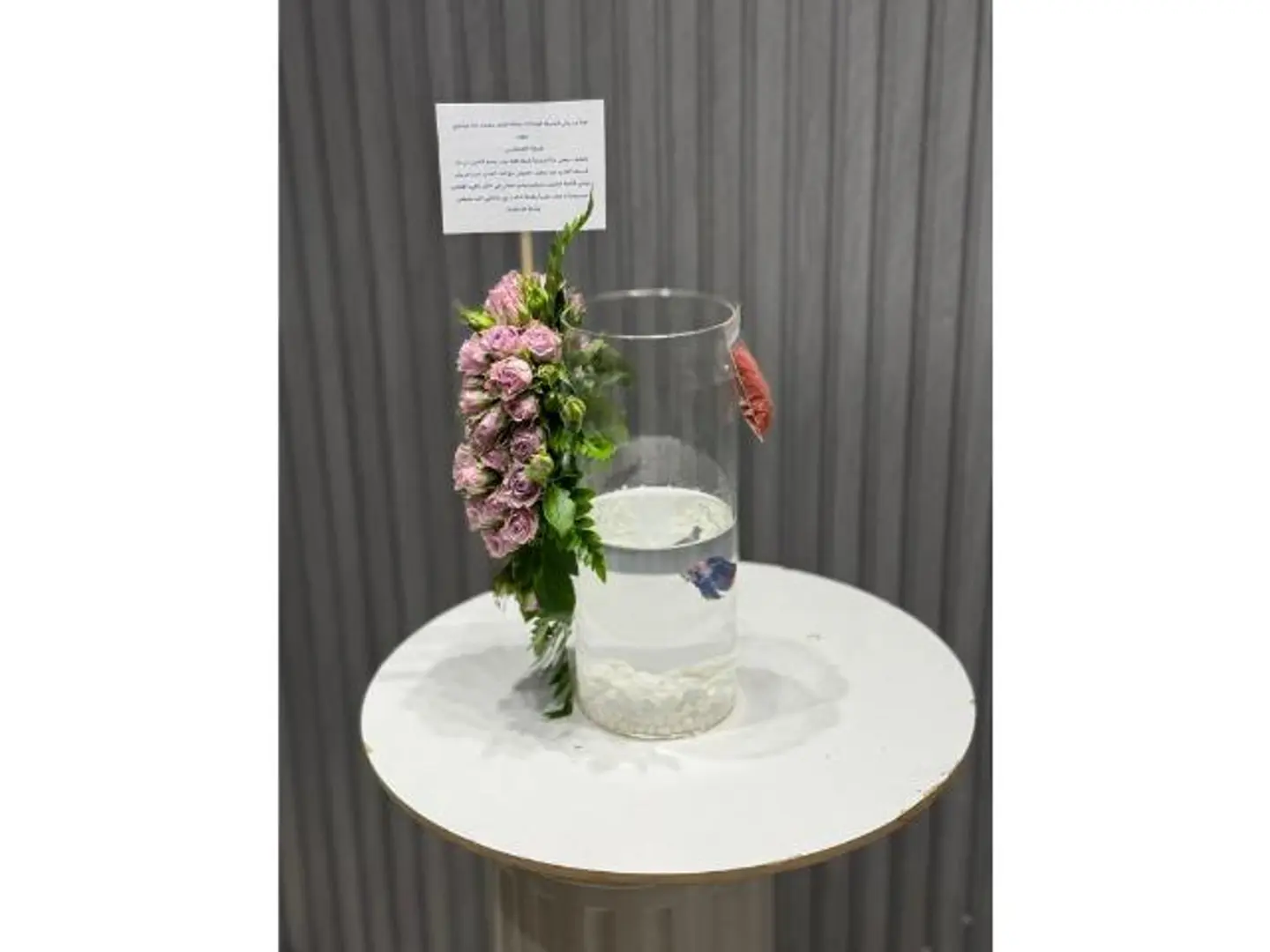 فازة السمك ١