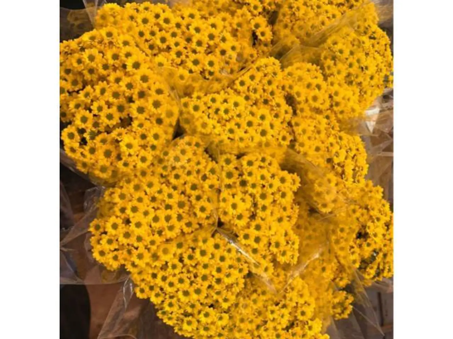 Baby Crazy Yellow