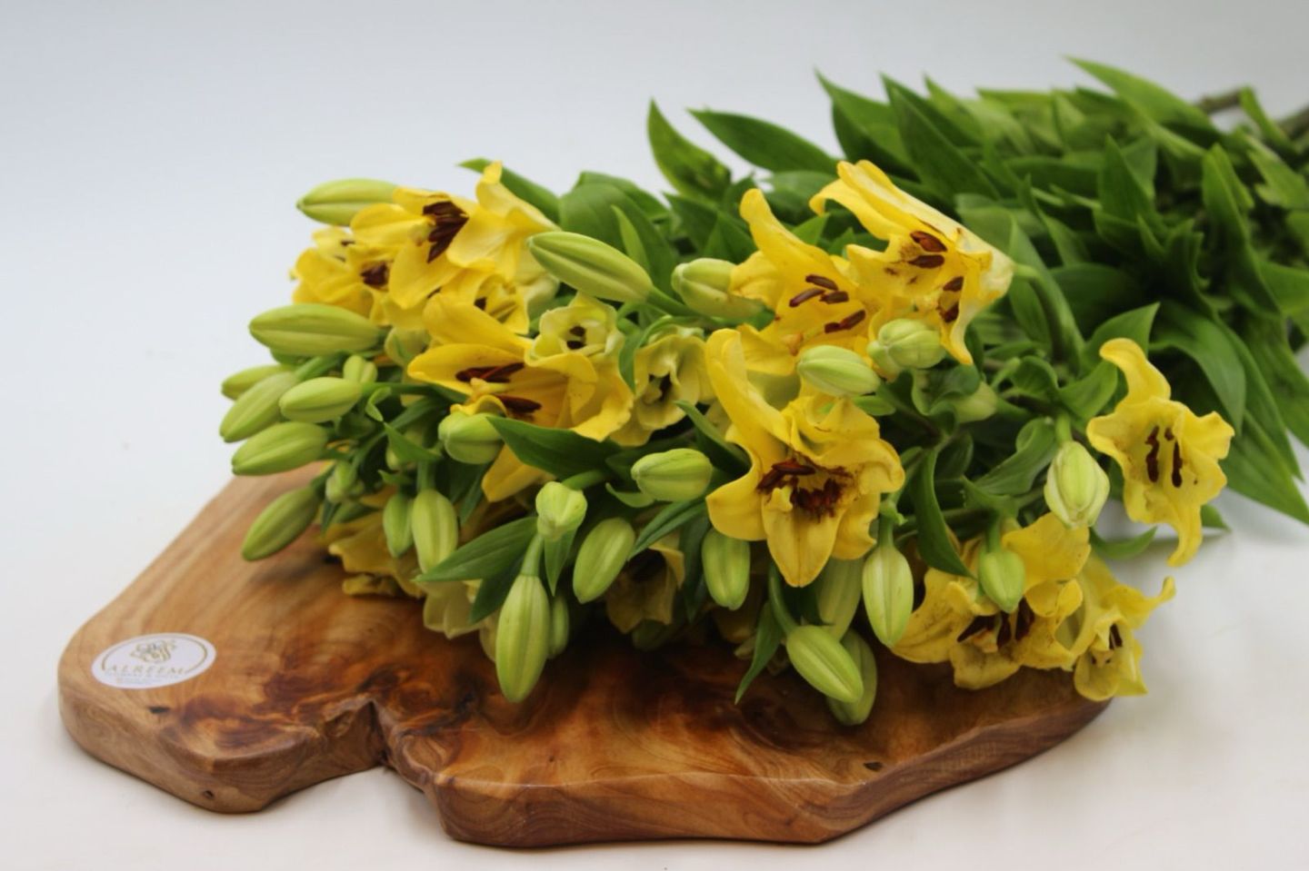 Lilium Yellow