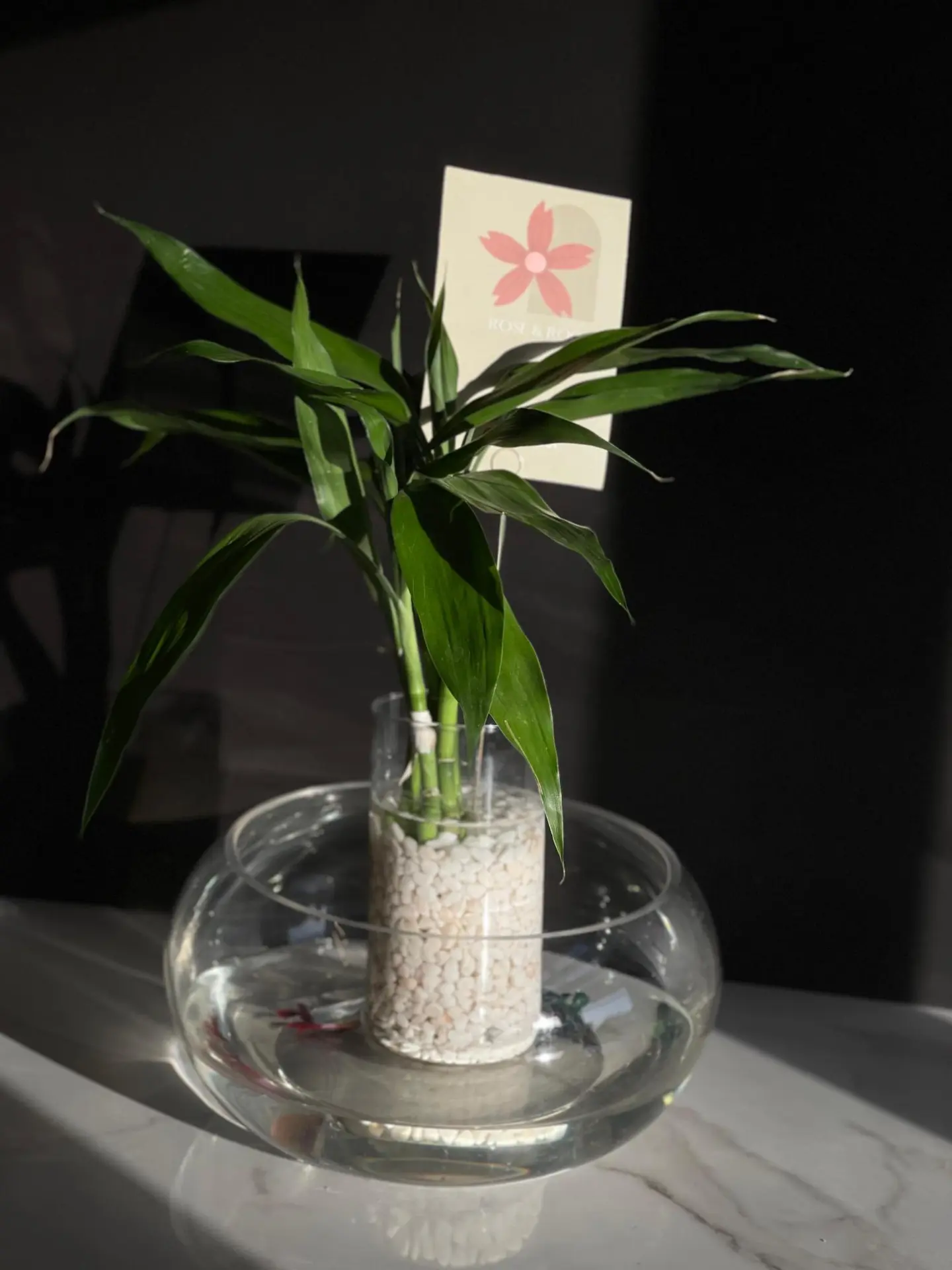 فازة نبتة البامبو مع سمكتين بداخلها حجر