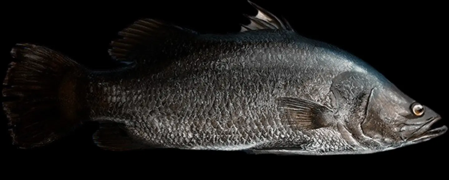 قاروس مقلي 900ج