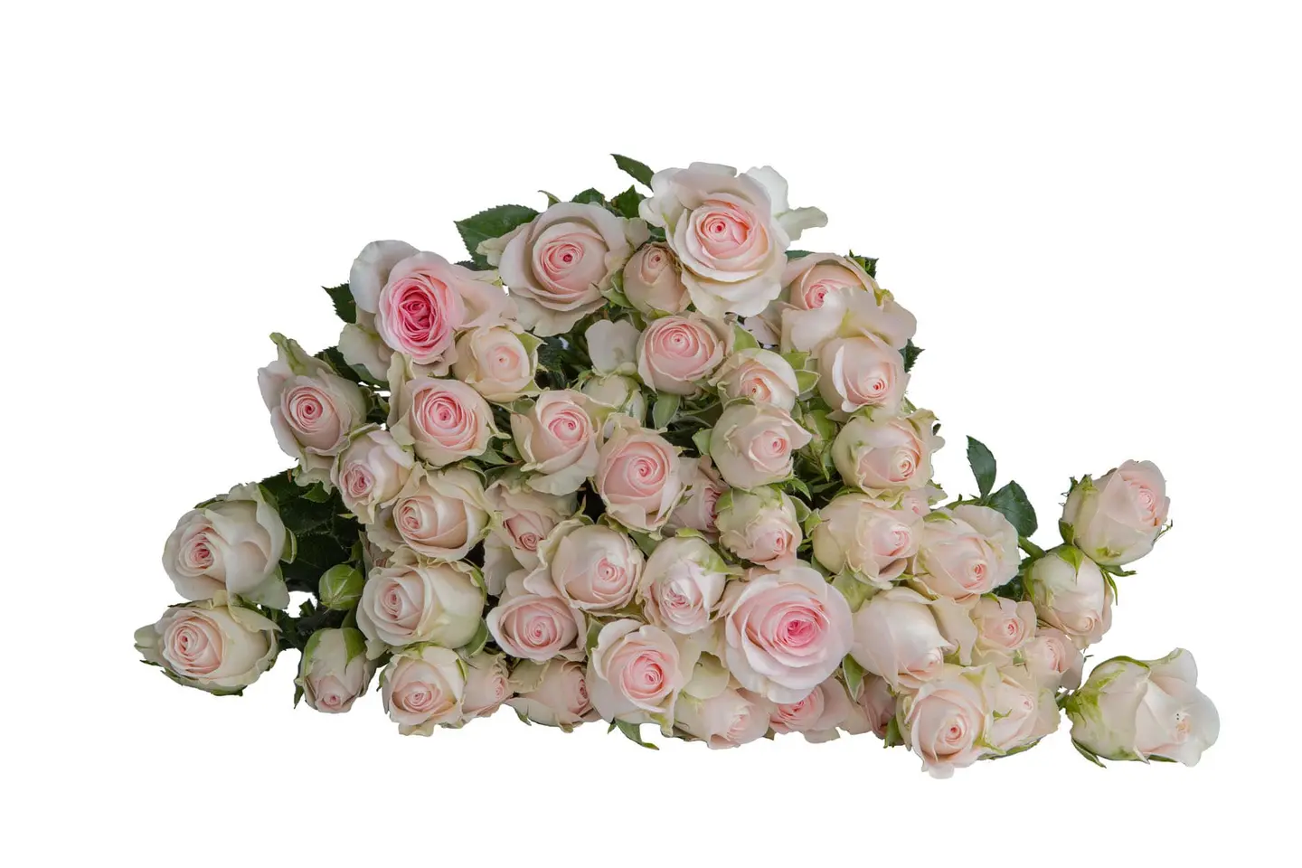 A3 Pink Bi Colour Spray Rose 10 Stem