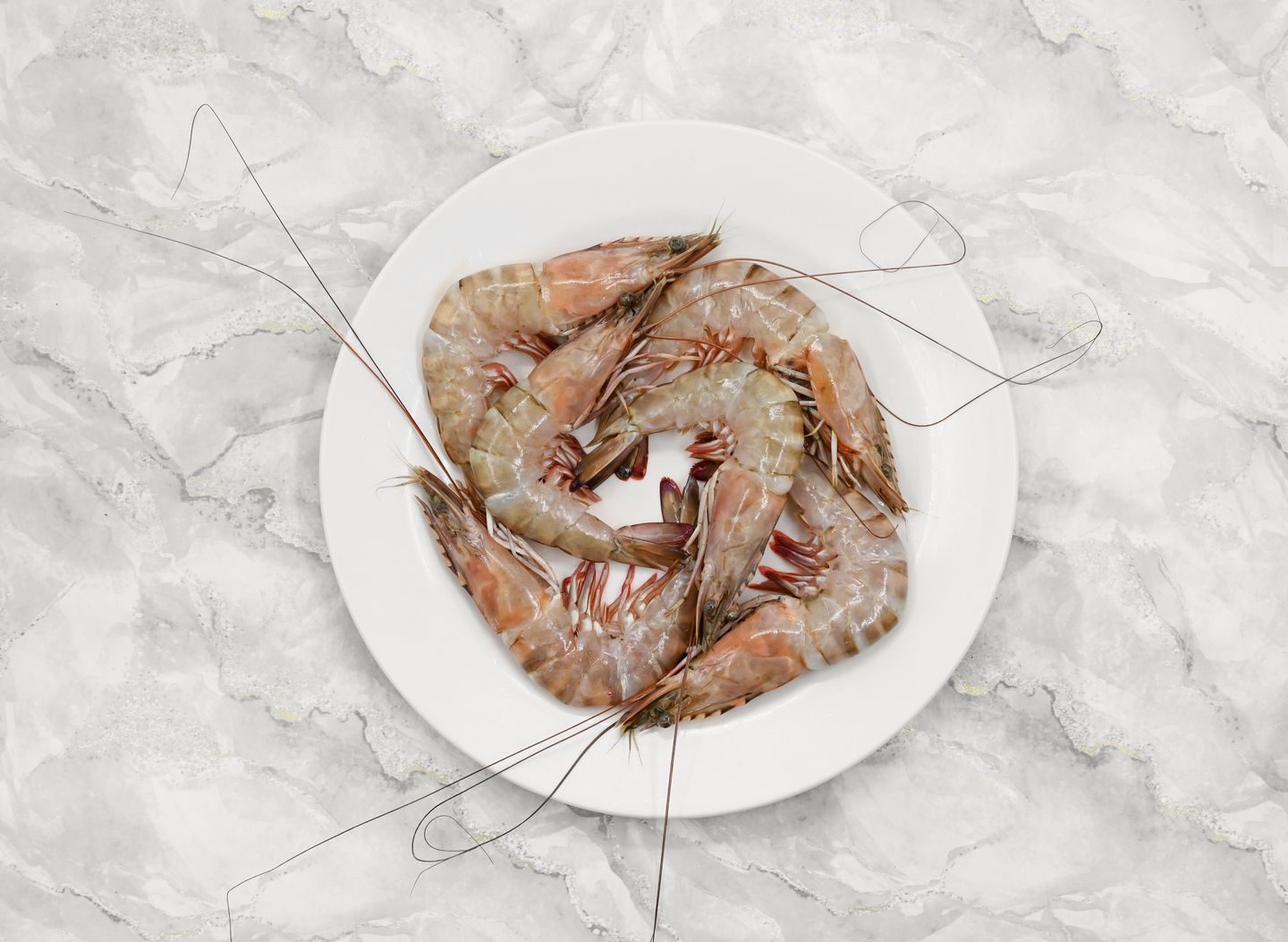 Sea Shrimp