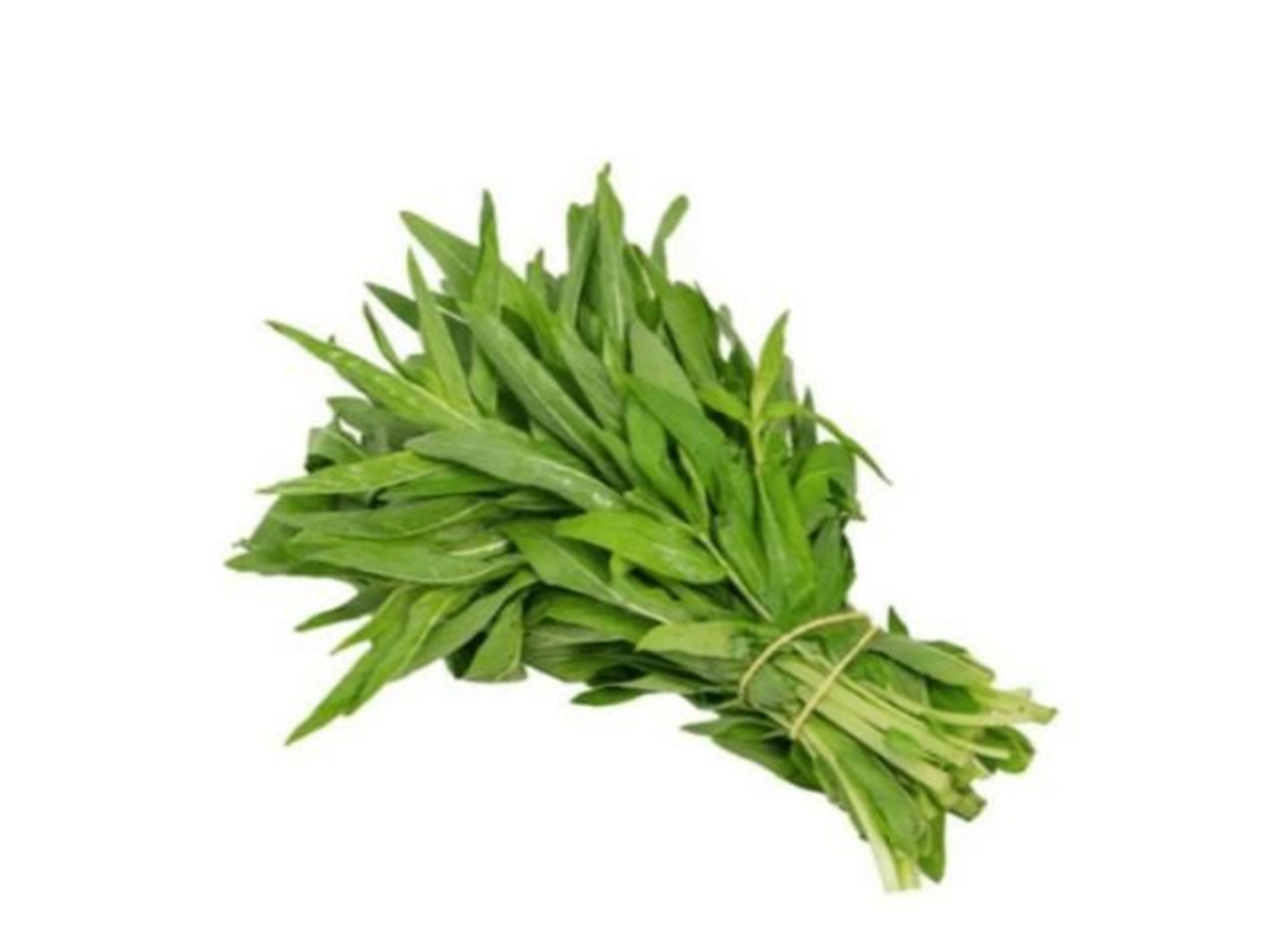 حبق