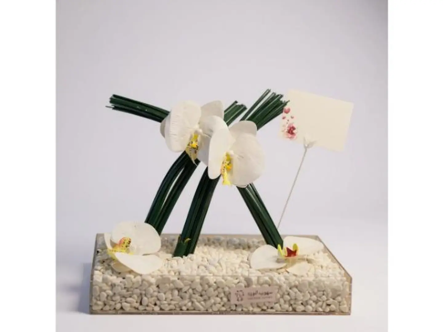 White Orchid Flowers