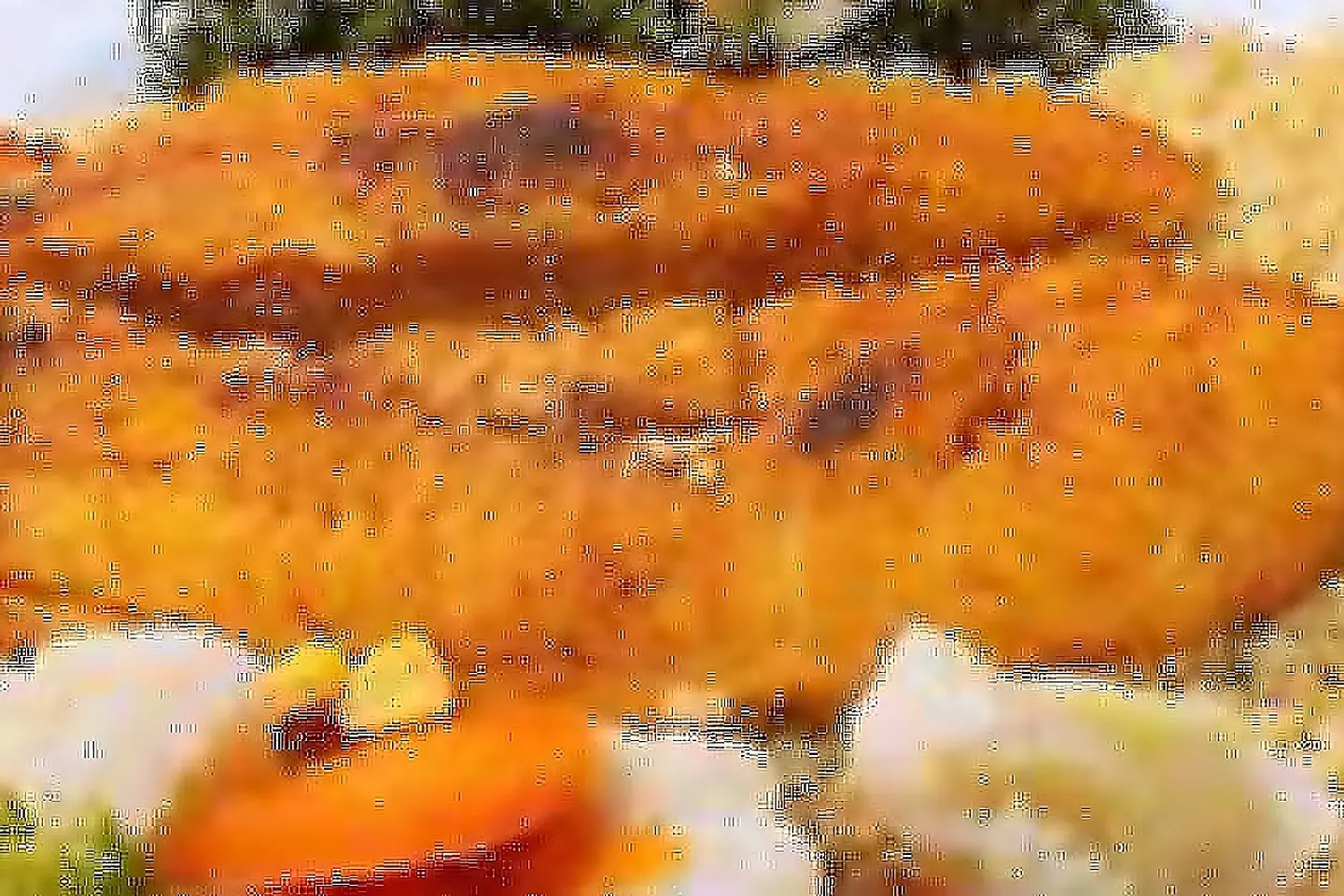 وجبة فيلية