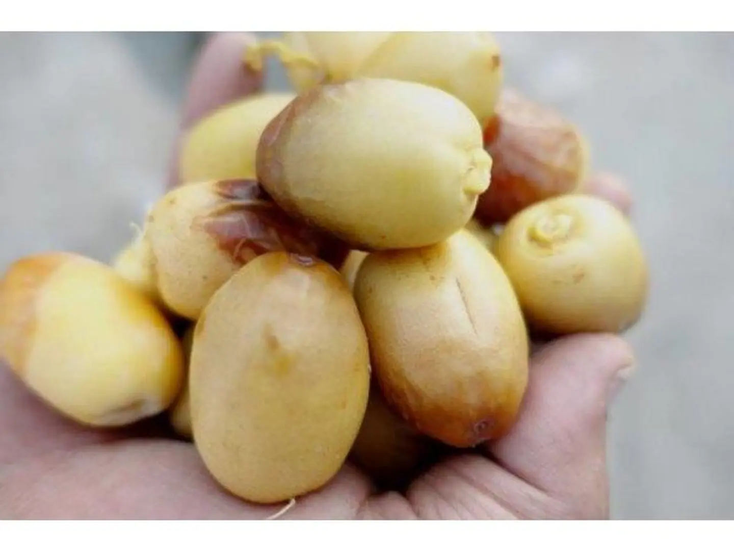 رطب هلالى
