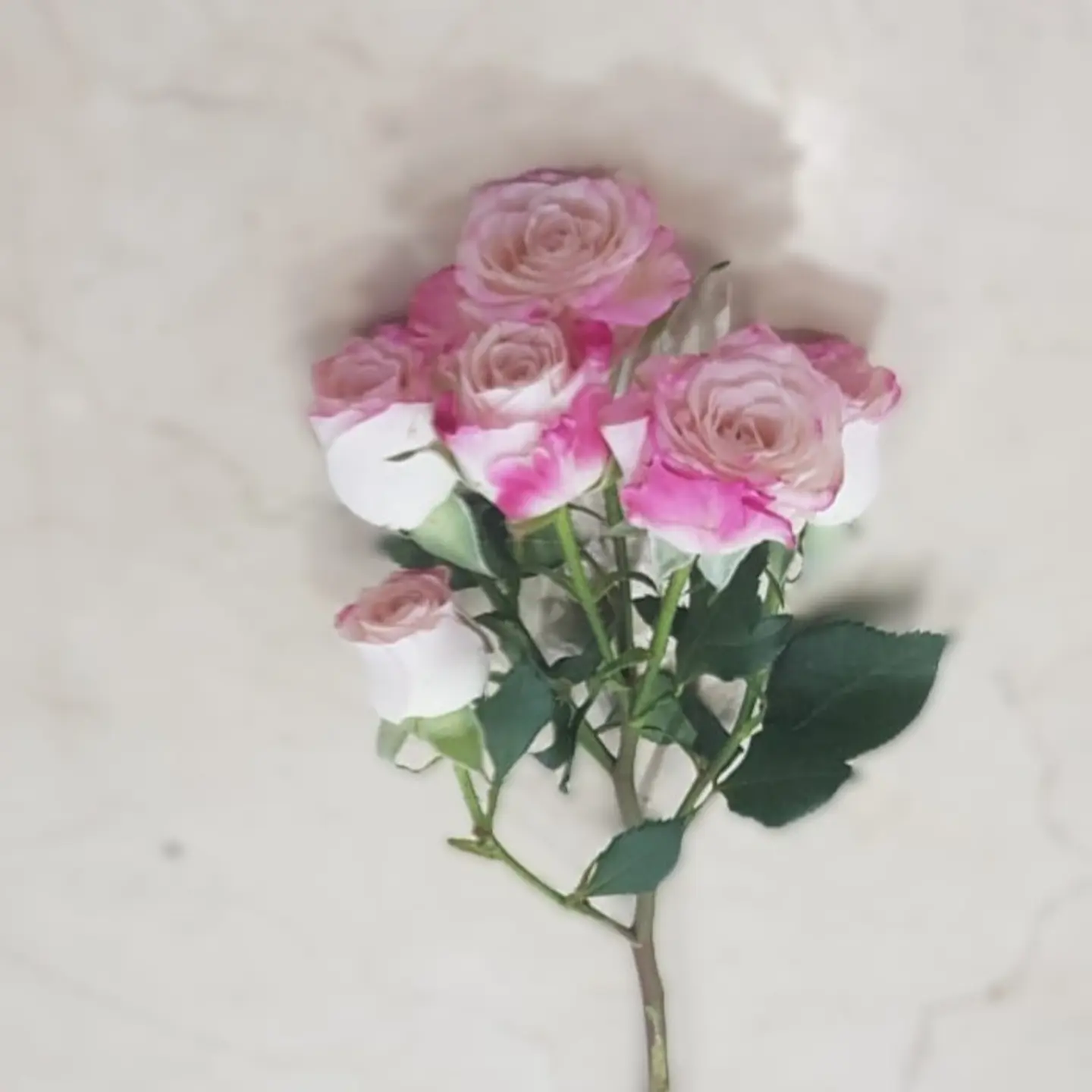Double Color Pink Baby Rose