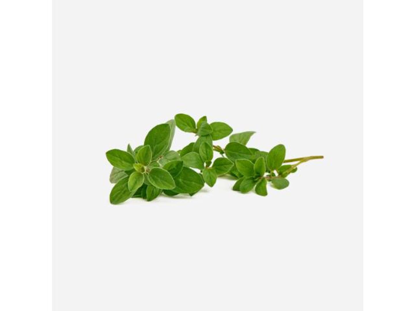 Oregano (Kenyan)