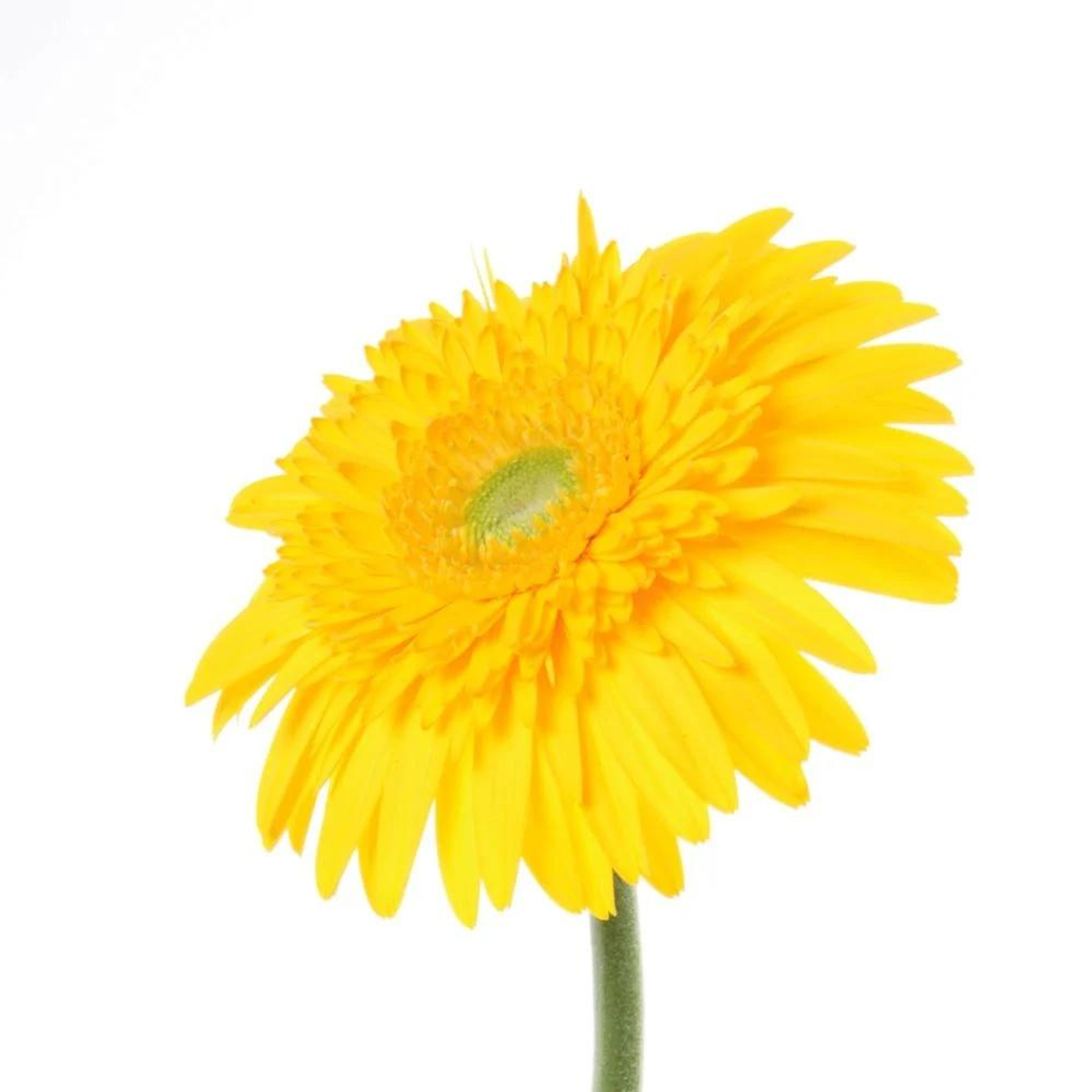 Yellow Geravira By Piece