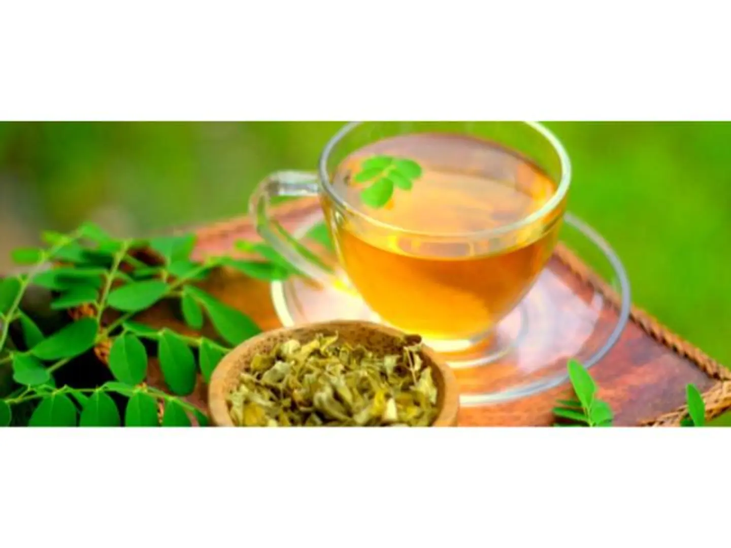 مورينجا