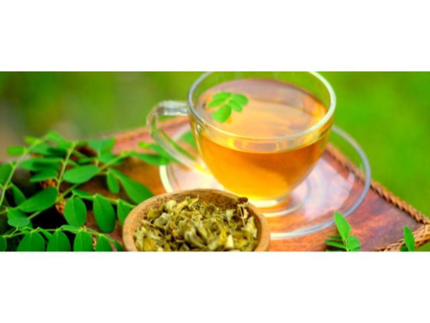 مورينجا