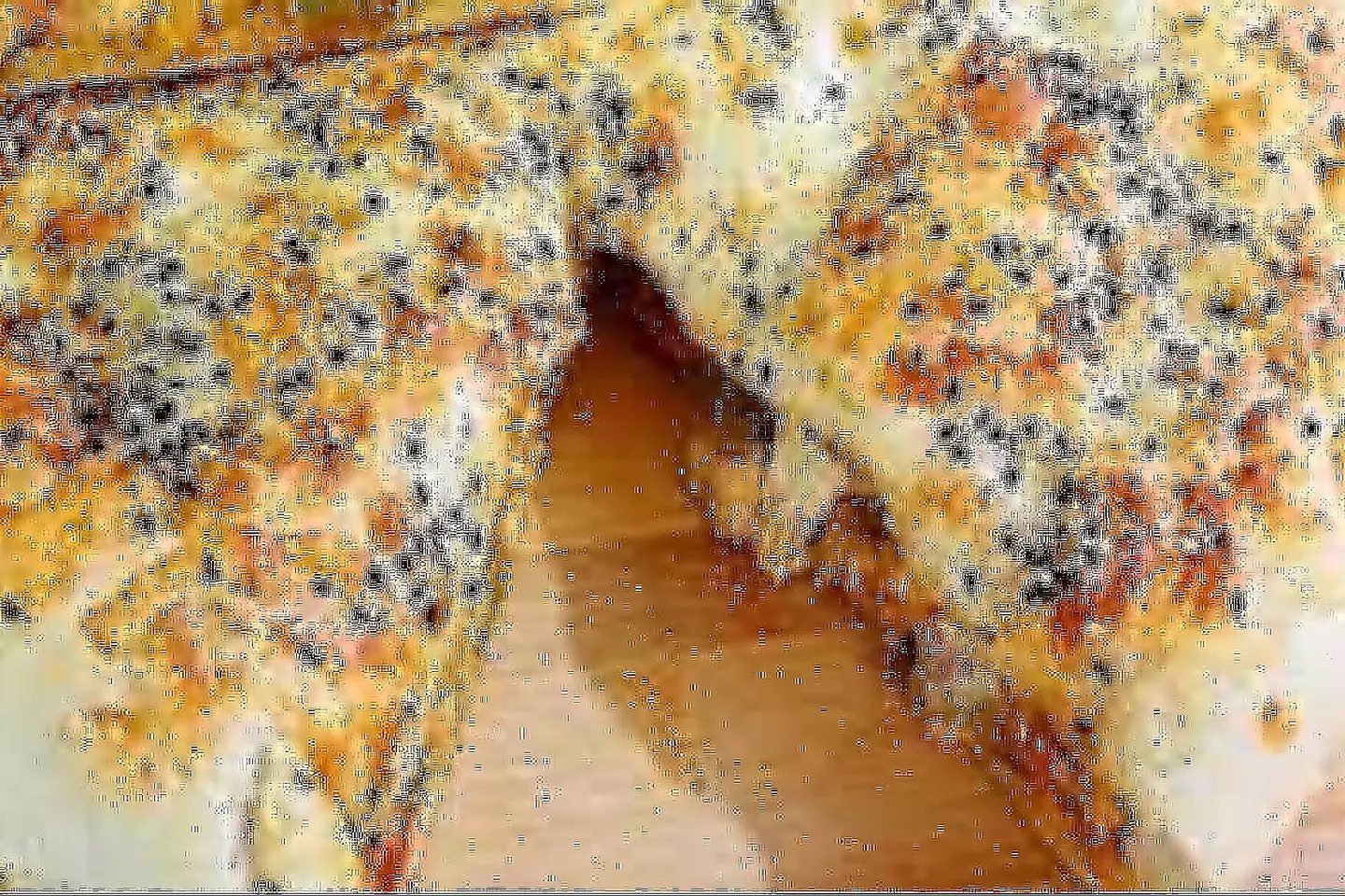 Chicken Cheese