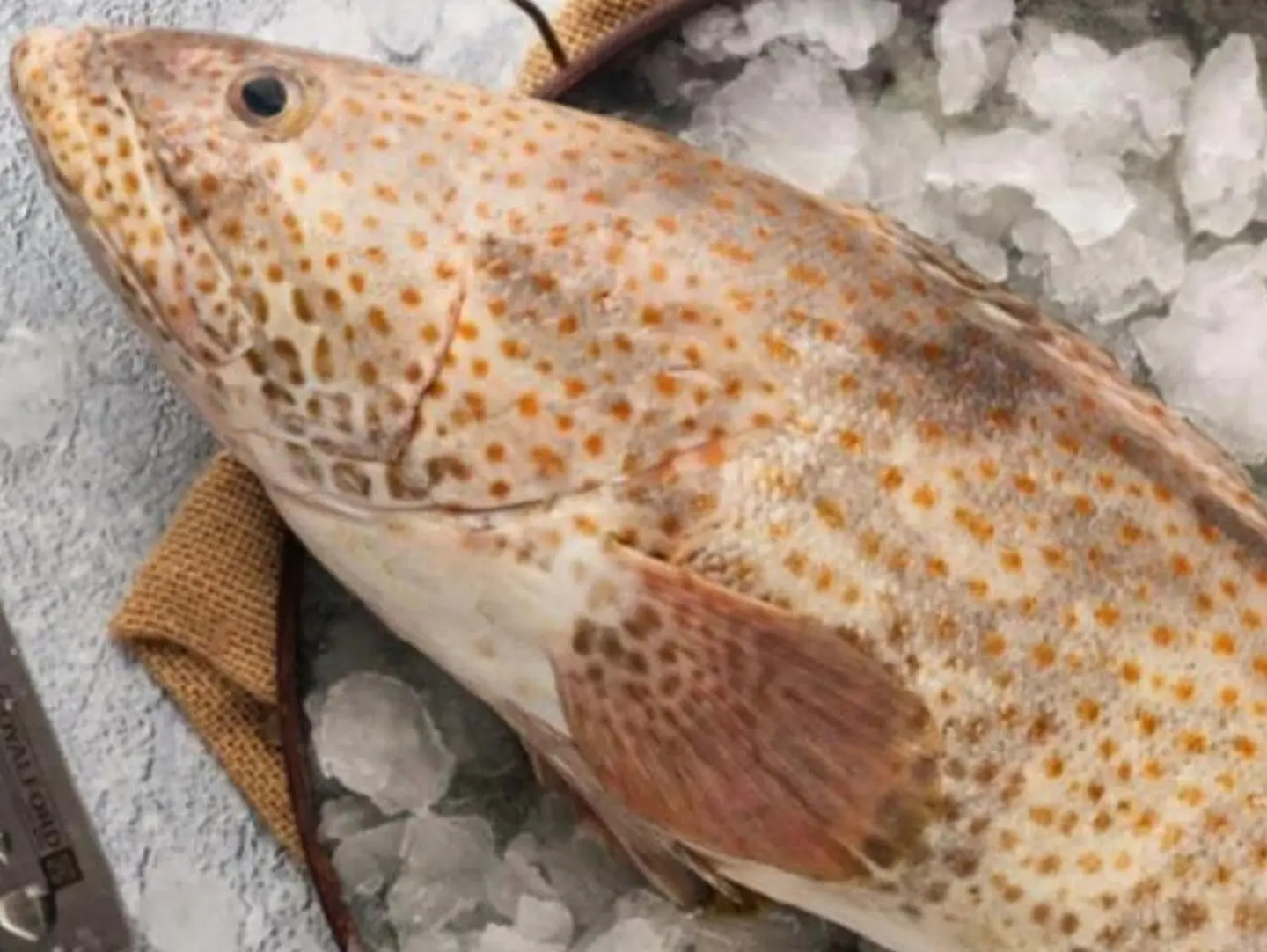 Arabian Grouper