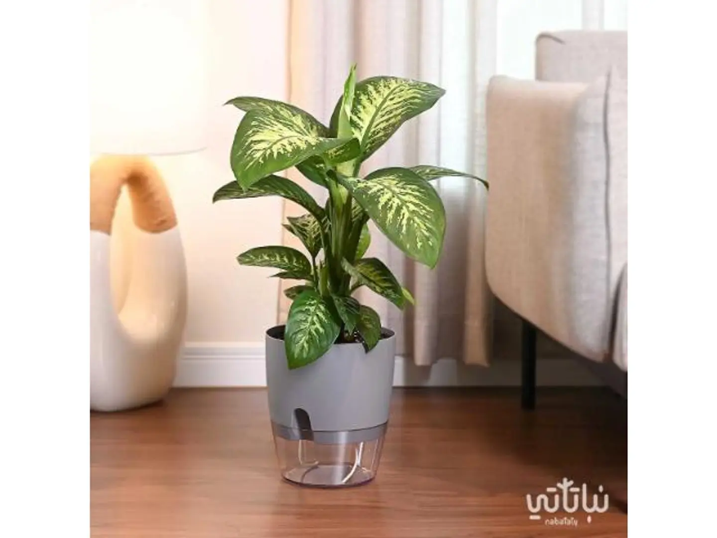 Dieffenbachia Self Watering Grey