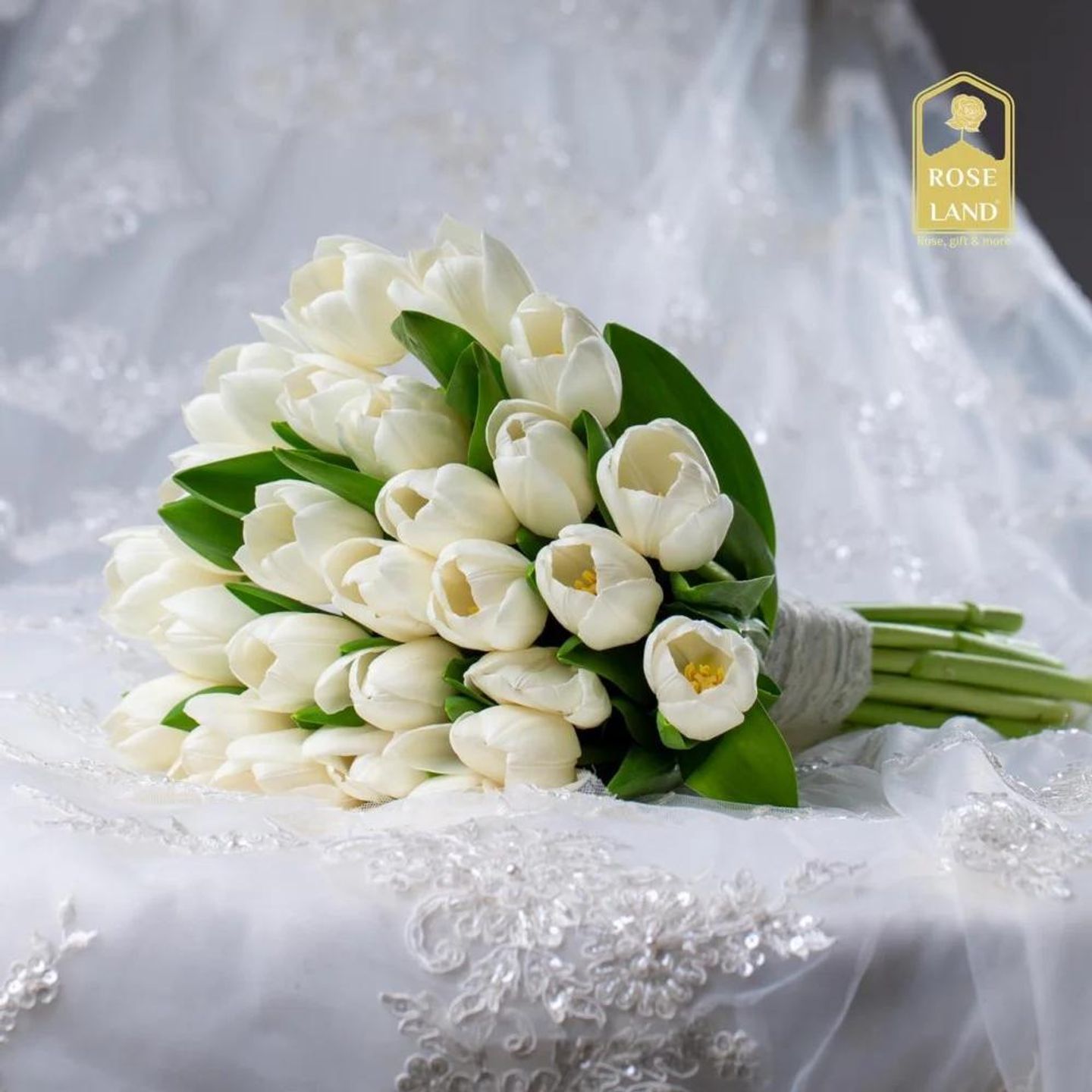 مسكة عروس توليب هولندي