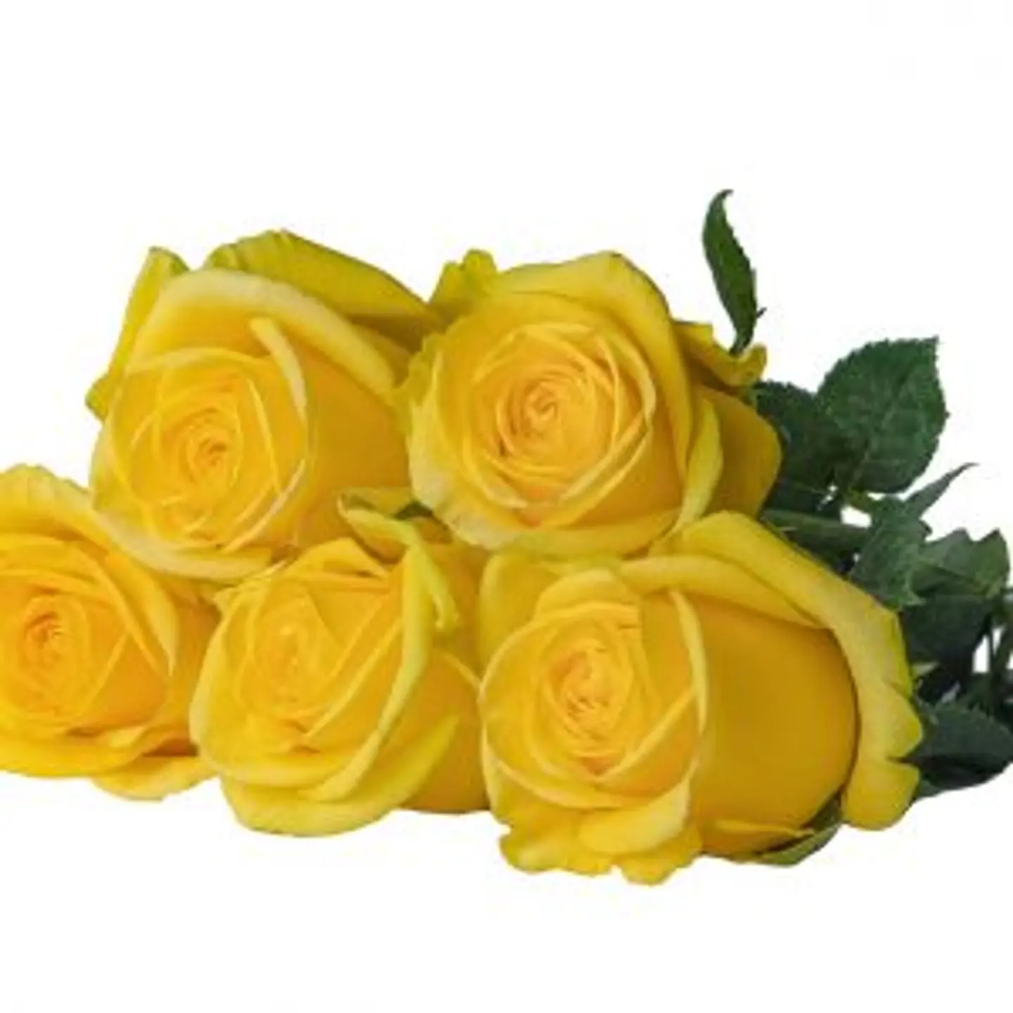 A38 Yellow Rose 10 Stem