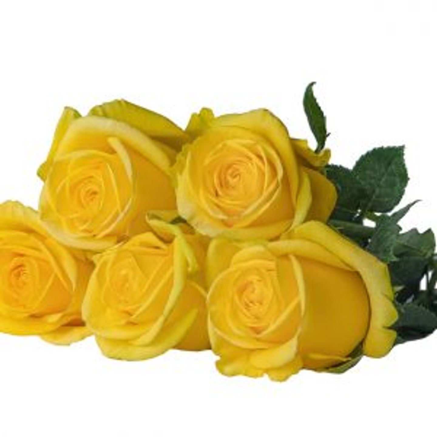 A38 Yellow Rose 10 Stem
