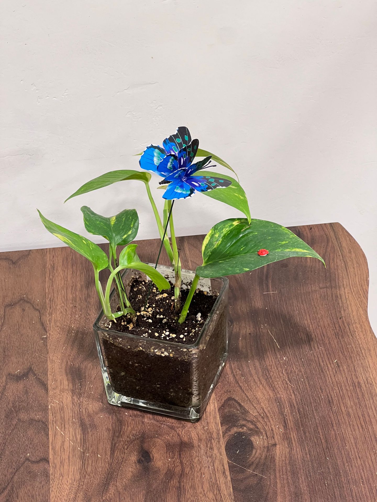 Pothos Plant In A 10*10 Square Glass Pot