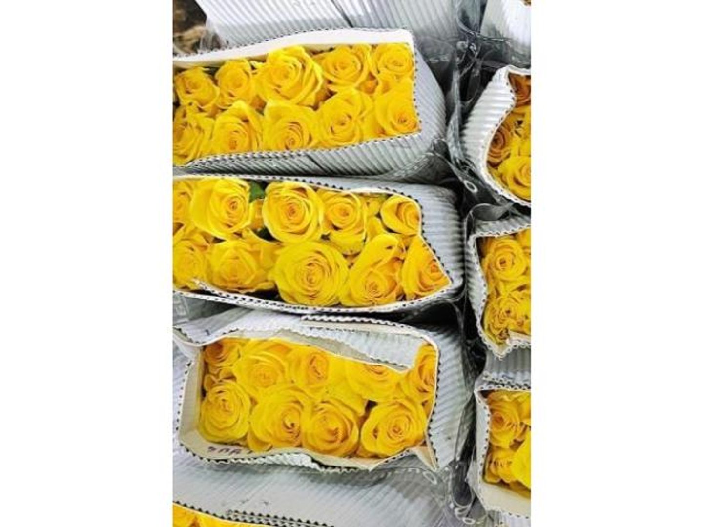 بنش جوري اصفر